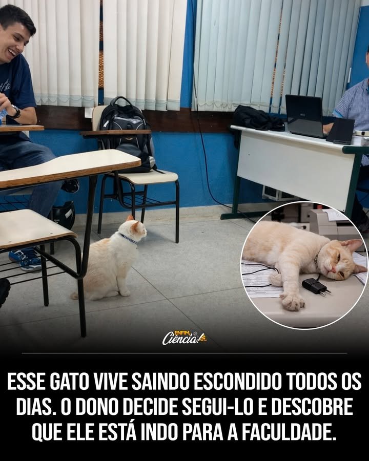 Ele saía todos os dias, como se obedecesse a um chamado que ninguém mais conseguia ouvir. Mas por que um gato que tinha casa, cuidado e segurança insistia tanto em desaparecer? Essa foi a pergunta que começou a inquietar sua dona sempre que ele cruzava a porta e sumia por horas. Não era uma fuga ocasional, nem um passeio sem rumo. Havia uma rotina, uma direção, uma insistência difícil de ignorar. E quanto mais ela tentava impedir, mais claro ficava que aquilo não era impulso: era **decisão**. Então ela tentou pará-lo? Sim, várias vezes. Preocupada com os perigos da rua, saía atrás dele, procurava, encontrava e o levava de volta para casa. Parecia o fim da história por aquele dia. Mas não era. Pouco tempo depois, ele fazia tudo de novo. O mesmo trajeto. A mesma determinação. O mesmo destino ainda desconhecido. E é justamente aí que nasce a dúvida que muda tudo: o que poderia ser tão importante a ponto de fazê-lo voltar repetidamente? Seria comida? Abrigo? Algum canto escondido? A princípio, qualquer explicação parecia possível. Afinal, quando um animal insiste tanto em um lugar, é natural imaginar que exista algo muito específico o atraindo. Só que havia um detalhe que quase ninguém percebe de imediato: ele não parecia estar apenas indo a algum ponto qualquer. Ele parecia **pertencer** àquele caminho. Foi então que a curiosidade venceu a preocupação. Em vez de apenas buscá-lo de volta, sua dona decidiu fazer o que ainda não tinha feito: segui-lo. E essa escolha simples abriu uma cena que ela não esperava encontrar. Porque o lugar para onde ele ia não era um terreno vazio, nem um esconderijo silencioso, nem um quintal vizinho. O destino era bem mais improvável do que isso. Ele estava indo para o **campus de uma faculdade local**. Mas o que um gato faria em uma faculdade? É aqui que muita gente se surpreende. Branco não aparecia ali como um visitante perdido. Ele já era conhecido. Mais do que isso: já era querido. Estudantes e funcionários o recebiam com carinho, como se sua presença fizesse parte da rotina do lugar. Enquanto uns passavam apressados, ele circulava com tranquilidade. Enquanto outros entravam em salas, ele também encontrava seu espaço. E o que acontece depois torna tudo ainda mais curioso. Branco não apenas visitava o campus. Ele vivia o ambiente à sua maneira. Passeava pelas salas de aula, descansava sobre mochilas e até “assistia” a algumas aulas. A cena, por si só, já seria suficiente para chamar atenção. Mas há algo ainda mais interessante nisso tudo: ele não estava ali por acaso, nem como novidade passageira. Sua presença foi sendo aceita, repetida, esperada. Como se, sem pedir licença, ele tivesse conquistado um lugar próprio. E quando um gato deixa de ser apenas visto e passa a ser aguardado, o que isso revela? Revela que sua rotina já tinha criado vínculo. Com o tempo, a comunidade do campus gostou tanto dele que decidiu fazer algo raro e simbólico: criaram um espaço especial só para ele. Um canto pensado para seu descanso, com **um pequeno sofá** e **uma almofada bordada com seu nome**. Não era apenas um gesto de carinho. Era o reconhecimento de que Branco já fazia parte daquele universo. Mas isso significava que ele tinha trocado de lar? Essa é a pergunta que surge logo depois. E a resposta é o que torna tudo ainda mais marcante. Mesmo passando os dias na faculdade, Branco sempre volta para casa à noite. Ou seja: ele não abandonou um lugar para escolher outro. De algum modo, ele escolheu os dois. E talvez seja exatamente isso que torna essa história tão difícil de esquecer. Sua dona começou tentando impedi-lo, depois tentou entendê-lo, e acabou descobrindo algo que não podia controlar: Branco havia encontrado, por conta própria, outro espaço onde era esperado, acolhido e querido. O campus não era apenas um ponto de passagem. Tinha se tornado outro lugar ao qual ele **pertencia**. No fim, a maior surpresa não foi descobrir para onde ele ia. Foi perceber que, às vezes, um gato não está simplesmente saindo de casa. Está ampliando o próprio mundo. E quando ele faz isso com tanta certeza, talvez reste apenas uma pergunta que continua ecoando: quantos caminhos um animal escolhe antes que a gente entenda que ele já sabia exatamente onde queria estar?