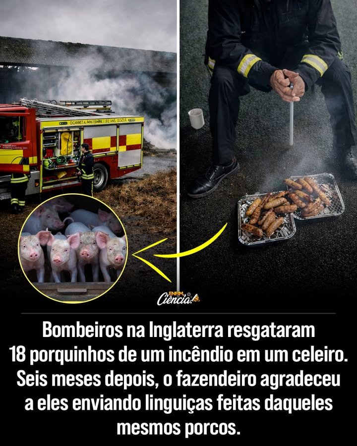 O que aconteceu com os leitões e porcas em Wiltshire em 2017? Em 2017, bombeiros de Wiltshire, Inglaterra, resgataram 18 leitões e duas porcas de um incêndio em um celeiro. Os filhotes tinham apenas duas semanas de vida quando o fogo começou. Como os bombeiros conseguiram resgatar os animais? Os bombeiros trabalharam cuidadosamente para alcançar os animais presos, retirá-los do perigo e controlar o incêndio até que fosse totalmente apagado. Qual foi a reação da fazendeira Rachel Rivers após o resgate? Seis meses depois, Rachel Rivers agradeceu aos bombeiros enviando linguiças feitas com a carne dos porcos resgatados, já que eles haviam sido criados para consumo. Como os bombeiros reagiram ao presente de Rachel? Os bombeiros prepararam as linguiças em um churrasco, agradeceram publicamente pelo presente e elogiaram o produto. Por que o gesto de Rachel gerou reações divididas? Para alguns, era uma prática agrícola normal, mas para vegetarianos e defensores dos direitos dos animais, parecia insensível comemorar o consumo dos animais salvos. Qual foi a explicação de Rachel sobre sua decisão? Rachel explicou que sua propriedade é uma fazenda orgânica, não um santuário. Os porcos viveram ao ar livre e receberam alimentação orgânica, sendo as linguiças um símbolo de gratidão. Como as redes sociais reagiram à divulgação da história? Houve questionamentos sobre a divulgação, com críticas de que a atitude era insensível e discussões sobre práticas agrícolas e consumo de carne. O que o quartel dos bombeiros fez após as críticas online? O quartel removeu a publicação sobre o presente e pediu desculpas a quem se sentiu ofendido pela divulgação da história. Como a PETA se envolveu no caso? A PETA enviou linguiças veganas aos bombeiros como alternativa, incentivando uma postura mais compassiva em relação aos animais. Qual debate mais amplo o caso acabou gerando? O caso abriu um debate sobre criação de animais, escolhas alimentares e diferentes formas de demonstrar agradecimento, destacando a diversidade de opiniões sobre o consumo de carne. Por que a história foi tão polêmica? A polêmica surgiu da diferença de valores entre práticas agrícolas tradicionais e a crescente conscientização sobre direitos dos animais e dietas vegetarianas. Como a história reflete a relação entre humanos e animais na agricultura? A história ilustra o conflito entre práticas agrícolas tradicionais e a sensibilidade moderna em relação ao bem-estar animal e escolhas alimentares. O que podemos aprender com esse incidente? O incidente destaca a importância de considerar diferentes perspectivas sobre o tratamento de animais e a necessidade de diálogo sobre práticas agrícolas e consumo ético. Como a história pode influenciar futuras práticas agrícolas? Pode incentivar uma reflexão sobre práticas mais compassivas e sustentáveis, além de promover o respeito às diversas escolhas alimentares e culturais.