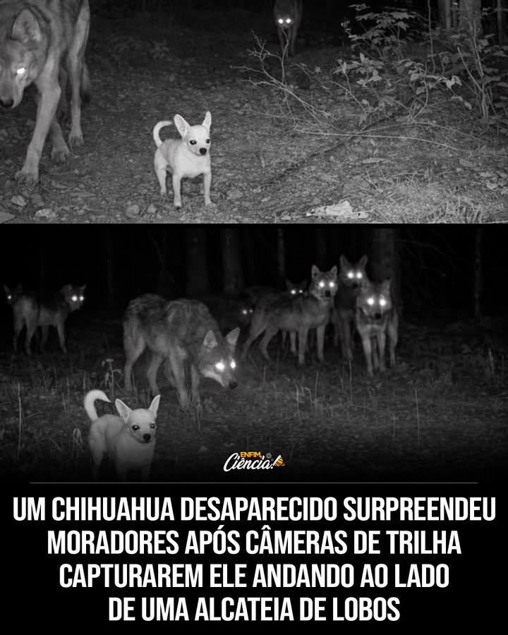 O que aconteceu com o Chihuahua desaparecido em Ely, Minnesota? Após um ano de convivência nas ruas, o Chihuahua sumiu, gerando preocupação entre os moradores devido à presença de lobos na região. Como os moradores reagiram ao desaparecimento do Chihuahua? A comunidade ficou apreensiva, temendo que o pequeno cão tivesse sido vítima dos lobos que rondavam a área. Qual foi a surpresa revelada pela câmera de trilha? Um mês depois, uma câmera capturou o Chihuahua caminhando ao lado de uma alcateia de lobos, surpreendendo a todos. Por que essa imagem gerou tanto interesse e debate? A convivência pacífica entre o Chihuahua e os lobos desafiou as expectativas sobre comportamento animal e instintos de sobrevivência. O que especialistas dizem sobre essa convivência inusitada? Um especialista comentou que, apesar do respeito que os lobos impõem, Chihuahuas têm uma confiança que desafia seu tamanho. Como a comunidade de Ely reagiu à descoberta? Os moradores ficaram aliviados e impressionados ao ver que o Chihuahua estava seguro e em boa companhia. Por que o Chihuahua se tornou uma figura quase lendária na cidade? Sua ousadia e confiança, mesmo sendo pequeno, cativaram os moradores, tornando-o uma presença marcante nas ruas. Qual é a importância das imagens de câmeras de trilha nesse contexto? Elas forneceram provas visuais que desafiaram suposições e enriqueceram o debate sobre interações entre espécies. O que essa história revela sobre o comportamento animal? Mostra que instintos de sobrevivência podem levar a alianças inesperadas, mesmo entre espécies tão diferentes. Como a confiança do Chihuahua pode ter influenciado sua aceitação pelos lobos? A confiança desproporcional do Chihuahua pode ter sido um fator chave para sua integração com a alcateia. Quais são as possíveis explicações para essa convivência pacífica? Pode ser uma combinação de instintos de sobrevivência, comportamento não ameaçador e a curiosidade dos lobos. Como essa história pode impactar a percepção sobre interações entre animais? Ela desafia preconceitos e sugere que interações entre espécies podem ser mais complexas do que se imagina. O que podemos aprender sobre a vida selvagem com essa situação? A vida selvagem é cheia de surpresas, e a adaptabilidade dos animais pode levar a situações inesperadas. Por que essa história continua a fascinar as pessoas? Ela combina elementos de mistério, surpresa e a quebra de normas, cativando a imaginação de todos. Como essa convivência pode influenciar futuros estudos sobre comportamento animal? Pode inspirar novas pesquisas sobre interações entre espécies e a influência da personalidade animal. Qual é o legado do Chihuahua de Ely para a comunidade? Ele se tornou um símbolo de coragem e adaptabilidade, lembrando a todos que tamanho não define bravura.