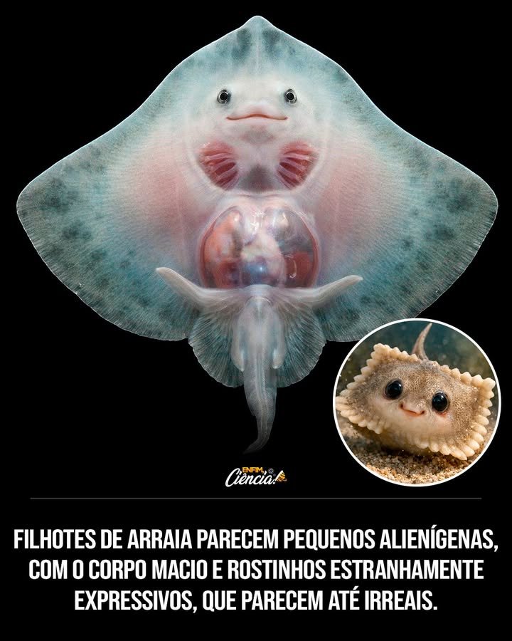 Por que os filhotes de arraia parecem alienígenas? Os filhotes de arraia têm corpos macios e rostos expressivos que parecem irreais. O "rosto" que vemos é na verdade a boca e as narinas, enquanto os olhos estão na parte superior do corpo. Essa aparência única intriga e fascina. Como as arraias respiram quando enterradas na areia? As arraias possuem espiráculos atrás dos olhos, pequenas aberturas que permitem a respiração mesmo quando estão enterradas na areia. Isso é crucial para sua sobrevivência em ambientes submarinos. As arraias nascem de ovos ou por parto vivo? Muitas espécies de arraias são vivíparas, ou seja, dão à luz filhotes já formados e prontos para nadar. Diferente de peixes que botam ovos, as arraias não passam por uma fase frágil após o nascimento. Como os filhotes de arraia se comportam após o nascimento? Logo após nascer, os filhotes de arraia já conseguem se mover e buscar abrigo no fundo do mar. Eles não precisam de proteção prolongada, pois nascem prontos para enfrentar o ambiente marinho. Qual é o sistema sensorial das arraias? As arraias possuem ampolas de Lorenzini, órgãos que detectam campos elétricos de outros animais. Isso as ajuda a encontrar presas escondidas sob a areia, mesmo sem enxergar diretamente. Como o corpo das arraias ajuda na sua locomoção? O corpo achatado e flexível das arraias funciona como uma "asa submarina", permitindo movimentos suaves e silenciosos. Essa adaptação é essencial para sua eficiência no ambiente aquático. Por que o formato das arraias parece saído de um filme de ficção científica? O formato incomum e os "rostinhos" curiosos das arraias são resultados de milhões de anos de evolução. Essas características são estratégias refinadas para garantir sua sobrevivência no oceano. Qual é a importância da evolução para as arraias? A evolução permitiu que as arraias desenvolvessem características únicas que maximizam sua eficiência e sobrevivência no fundo do mar. A natureza prioriza a funcionalidade em vez da aparência comum. Como a aparência das arraias contribui para sua sobrevivência? A aparência das arraias, incluindo seu corpo achatado e sistema sensorial avançado, são adaptações evolutivas que as tornam predadores eficazes e bem-sucedidos em seu habitat natural. O que torna as arraias tão fascinantes para os humanos? A combinação de aparência alienígena, habilidades sensoriais avançadas e estratégias de sobrevivência tornam as arraias criaturas fascinantes, despertando curiosidade e admiração nos humanos. 🐠 Como a natureza influencia o design das arraias? A natureza molda as arraias para serem eficientes e adaptáveis. Cada característica, desde o nascimento até a locomoção, é projetada para maximizar suas chances de sobrevivência no ambiente marinho. Por que as arraias são consideradas exemplos de evolução em ação? As arraias exemplificam a evolução em ação por suas adaptações únicas que garantem eficiência e sobrevivência. Elas demonstram como a natureza refina características ao longo do tempo para enfrentar desafios ambientais.