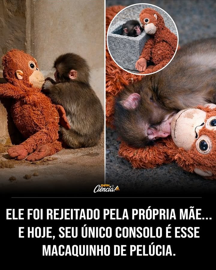 Quem é Punch, o macaquinho que está conquistando a internet? Punch é um macaquinho que se tornou famoso por sua história comovente. Rejeitado pela mãe, foi criado por humanos, recebendo amor e cuidados, o que o fez se sentir parte desse mundo. Por que Punch foi rejeitado pela própria mãe? A rejeição pode ocorrer por vários motivos, como instinto ou problemas de saúde. No caso de Punch, a razão exata não é clara, mas ele encontrou amor e cuidado com humanos. Como foi a infância de Punch entre humanos? Punch cresceu cercado de amor e atenção, recebendo tudo o que precisava para sobreviver. Ele se sentia parte da família humana, como se aquele fosse seu verdadeiro mundo. O que aconteceu quando tentaram integrar Punch com outros macacos? Ao ser levado para o zoológico de Ichikawa, Punch não conseguiu se adaptar ao novo ambiente. Ele não entendia o comportamento dos outros macacos, e eles não compreendiam o dele. Por que Punch não se adaptou ao zoológico? Punch foi criado por humanos e não desenvolveu as habilidades sociais típicas dos macacos. Isso dificultou sua interação com outros da sua espécie no zoológico. Qual é o consolo de Punch após a tentativa de integração? Punch encontrou consolo em um ursinho de pelúcia de orangotango, presente de seus cuidadores. Ele o abraça com força e leva para todos os lugares, como um vínculo com o amor que conheceu. Por que o ursinho de pelúcia é tão importante para Punch? O ursinho representa segurança e amor para Punch, lembrando-o do carinho que recebeu dos humanos. É um símbolo de conforto em meio à sua solidão. Como a história de Punch impacta as pessoas na internet? A história de Punch toca o coração das pessoas, mostrando a importância do amor e da aceitação. Muitos se emocionam com sua busca por conexão e carinho. O que a história de Punch nos ensina sobre a relação entre humanos e animais? A história de Punch destaca a capacidade dos animais de formar laços emocionais com humanos, mostrando a importância do cuidado e do amor na criação de vínculos. Punch pode um dia se adaptar à vida com outros macacos? É possível, mas desafiador. Punch precisaria de um ambiente controlado e suporte para aprender habilidades sociais, o que pode levar tempo e paciência. Como os cuidadores de Punch lidam com sua situação atual? Os cuidadores continuam a oferecer amor e suporte a Punch, respeitando seu ritmo e necessidades emocionais, garantindo que ele se sinta seguro e amado. Qual é o futuro de Punch no zoológico? O futuro de Punch depende de sua adaptação e bem-estar. Os cuidadores estão comprometidos em proporcionar o melhor ambiente possível para ele, respeitando suas necessidades. Como as pessoas podem ajudar animais como Punch? Apoiar instituições que cuidam de animais rejeitados ou órfãos, promovendo a conscientização sobre a importância do cuidado e do amor na vida desses seres. Por que histórias como a de Punch são importantes? Elas nos lembram da empatia e da conexão entre espécies, inspirando ações de cuidado e proteção aos animais, além de promover a reflexão sobre nossas responsabilidades.