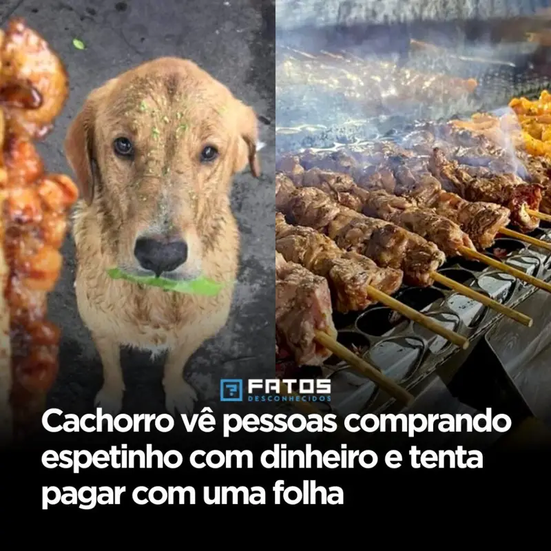 Ele viu um segredo que quase ninguém nota: para conseguir comida, bastava entregar algo que parecesse certo. Mas como um **cachorro** poderia chegar a essa conclusão sem que ninguém o ensinasse? A resposta começa em um gesto simples, repetido tantas vezes diante dele que deixou de ser apenas rotina e virou padrão. Pessoas se aproximavam, escolhiam um **espetinho**, estendiam um pedaço de **papel** e, logo depois, saíam com comida nas mãos. O animal observou tudo. E observou de verdade. O que exatamente ele entendeu naquela sequência? Não foi o valor do dinheiro, claro, mas a lógica da troca. Havia um objeto leve, fino, entregue ao vendedor. Em seguida, vinha a recompensa. E é nesse ponto que muita gente se surpreende: o cão não apenas percebeu a relação entre ação e resultado, como tentou reproduzi-la do jeito que estava ao seu alcance. Mas o que ele usou no lugar do dinheiro? Foi aí que a cena ganhou um tom quase inacreditável. Sem ter **cédulas**, o cachorro passou a recolher **folhas de árvore** e levá-las até a barraca, como se estivesse repetindo o comportamento humano que havia acabado de aprender. A folha não tinha valor comercial, mas tinha algo que, para ele, parecia suficiente: o formato da ideia. E por que isso chamou tanta atenção? Porque não se tratava só de um animal pedindo comida. Havia ali uma tentativa clara de imitar um código social. O cachorro não avançou, não roubou, não latiu exigindo. Ele tentou **pagar**. E esse detalhe muda tudo, porque transforma uma cena fofa em algo muito mais intrigante: um exemplo de como a **observação** pode virar estratégia. Mas será que foi apenas coincidência? Essa é a pergunta que naturalmente surge. Só que o relato aponta justamente para o contrário. Depois de notar clientes entregando papel em troca de alimento, o animal passou a repetir esse comportamento com as folhas. Ou seja, não foi um gesto aleatório. Houve associação. Houve tentativa. Houve intenção. E o vendedor, como reagiu diante disso? Aqui entra a parte que fez a história se espalhar ainda mais. Em vez de ignorar o gesto, ele aceitou a improvável **“moeda vegetal”** e deu ao cachorro o petisco. Parece um detalhe pequeno, mas não é. Ao aceitar a folha, ele validou aquela lógica criada pelo animal e transformou o momento em algo ainda mais memorável. Mas há um ponto que quase passa despercebido no meio da fofura. O cachorro não estava apenas sendo engraçado ou “esperto” no sentido superficial. Ele demonstrou que observar o ambiente pode ser uma ferramenta real de **sobrevivência**. Ver, comparar, testar e repetir: foi isso que aconteceu. E quando um animal faz isso de forma tão visível, a cena deixa de ser só curiosa e passa a revelar algo maior. Onde tudo isso aconteceu? Na **Colômbia**, em uma barraca local de espetinhos, cenário comum o bastante para que ninguém esperasse dali uma história tão incomum. E talvez seja justamente isso que torna tudo mais forte: não houve treino especial, palco montado ou situação forçada. Foi uma interação cotidiana que acabou revelando uma inteligência prática impossível de ignorar. E por que as redes sociais reagiram tão rápido? Porque a história reúne elementos que prendem qualquer olhar: **fofura**, improviso, inteligência e um gesto de humanidade. Um cachorro tentando comprar comida com uma folha já seria curioso. Mas um vendedor entendendo a tentativa e entrando naquele jogo silencioso torna tudo ainda mais irresistível. Só que o mais interessante talvez não seja a folha, nem o espetinho, nem a fama repentina. O que realmente fica é a pergunta que continua ecoando depois da cena: quantas coisas os animais aprendem apenas nos observando, sem que a gente perceba? O que aconteceu ali foi simples na aparência, mas profundo no significado. Um cão viu pessoas trocando papel por comida, adaptou a lógica ao próprio mundo e tentou fazer parte dela. No fim, o ponto principal não está apenas no petisco recebido, mas no que ele revelou: **a intenção de compreender e participar de uma regra humana**. E quando um cachorro faz isso com uma folha na boca, a história parece terminar em ternura. Só parece. Porque o que ela realmente abre é uma dúvida ainda maior sobre até onde vai a capacidade de aprender apenas olhando.