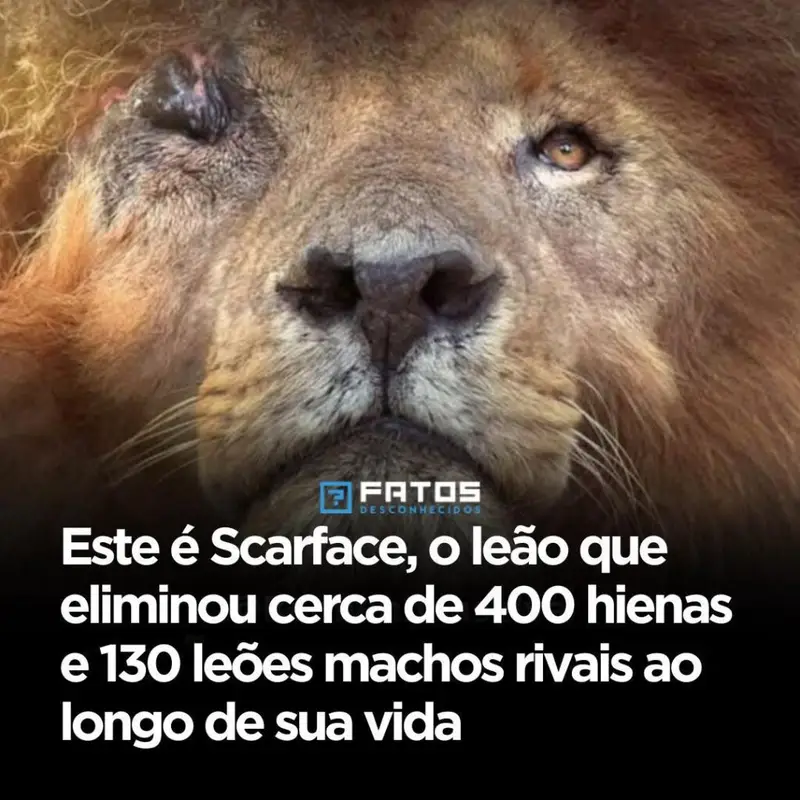 Ele perdeu um olho, enfrentou inimigos em número absurdo e, ainda assim, terminou a vida como uma lenda que poucos animais sequer se aproximaram de igualar. Mas como um leão consegue construir uma reputação tão extrema a ponto de ser lembrado como um dos mais temidos da savana? A resposta começa com um nome que não surgiu por acaso: **Scarface**. E não, não era apenas um apelido chamativo. Havia uma marca real, uma história real e uma sequência de confrontos que transformaram esse leão em símbolo de **força**, **resistência** e **domínio territorial**. Quando tudo isso começou? Scarface nasceu em **2007**, e ao longo da vida passou a ser reconhecido como um dos leões mais icônicos da **savana africana**. Só isso já seria suficiente para chamar atenção, mas os números atribuídos a ele tornam sua trajetória ainda mais impressionante: estima-se que tenha eliminado cerca de **400 hienas** e **130 leões machos rivais**. E é justamente aqui que muita gente para por um segundo e se pergunta: como um único animal alcança esse nível de impacto? A explicação está no que esses números representam. Não se trata apenas de força bruta, mas de **presença**, **estratégia** e capacidade de manter controle sobre o território por anos. Em ambientes onde cada disputa pode custar a vida, sobreviver já é difícil. Dominar é outra história. E Scarface não apenas sobreviveu. Ele se impôs. Mas há um ponto que quase sempre passa despercebido: o que realmente consolidou sua imagem não foi apenas vencer, e sim continuar vencendo depois de sofrer uma lesão que poderia ter encerrado sua trajetória. Que lesão foi essa? Em **2012**, durante uma feroz disputa territorial, Scarface sofreu uma séria lesão no **olho**. Esse foi o momento que ajudou a definir sua imagem para sempre. Porque, em vez de desaparecer ou perder espaço, ele saiu **vitorioso**. E é aqui que a maioria se surpreende: um ferimento desse tipo normalmente marcaria uma queda. No caso dele, virou parte do mito. Mas será que sua fama vinha só das lutas contra hienas e outros leões? Não exatamente. O que acontece depois amplia ainda mais essa história. Acredita-se que Scarface tenha sido o **único leão documentado** a enfrentar **hipopótamos adultos sozinho** e a **afugentar crocodilos** de seu território. Essa informação muda a percepção sobre ele, porque mostra que sua reputação não estava limitada aos confrontos mais comuns da savana. Ela avançava para situações raras, arriscadas e quase inacreditáveis. Então o que fazia dele um animal tão singular? Além da coragem, Scarface era conhecido por sua **astúcia**. Não era apenas um combatente. Era um protetor do bando, um leão associado à ideia de **supremacia**. Em um ambiente onde território significa sobrevivência, proteger espaço e afastar ameaças é mais do que instinto: é poder. E quanto mais esse poder se mantinha, mais sua figura crescia. Só que existe uma pergunta inevitável no meio de tudo isso: como termina a vida de um animal que passou anos sendo visto como um verdadeiro rei? A resposta não vem com espetáculo, e talvez seja isso que a torne ainda mais marcante. Em **2021**, Scarface morreu **sozinho**. Sem multidão, sem cerimônia, sem qualquer cena grandiosa. E, ainda assim, sua morte não diminuiu sua imagem. Pelo contrário. Reforçou a ideia de que sua trajetória já estava acima do comum. Mas por que essa história continua chamando tanta atenção? Porque Scarface reúne elementos que raramente aparecem juntos no mesmo animal: **longevidade**, **ferocidade**, **resistência após ferimento grave** e feitos considerados extraordinários até para um grande predador. Ele não ficou conhecido por um único episódio. Seu legado foi construído em sequência, confronto após confronto, até se tornar quase impossível falar de leões lendários sem citar seu nome. E talvez o mais impressionante seja justamente isso: mesmo com tantos registros sobre sua força e domínio, a sensação é de que Scarface ainda permanece maior do que qualquer resumo. Porque no fim, o ponto principal não é apenas que ele eliminou centenas de hienas, dezenas e dezenas de rivais e enfrentou animais que poucos leões encarariam. O ponto é que **Scarface virou símbolo de poder absoluto na savana** — e quanto mais se olha para sua história, mais parece que ainda existe algo nela que continua crescendo.