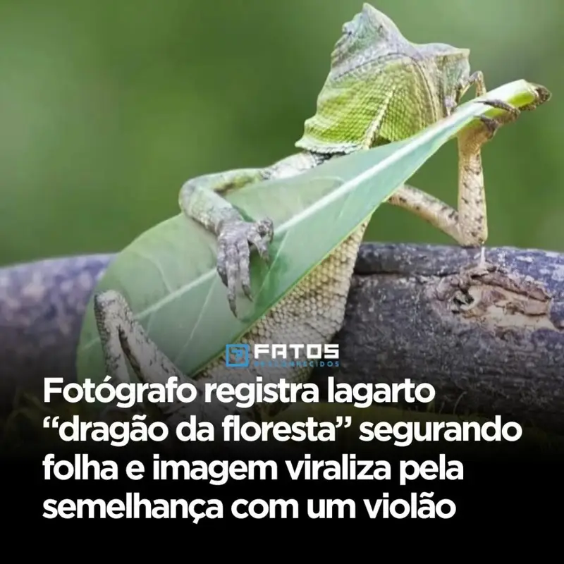 À primeira vista, parece impossível não parar: um pequeno **“dragão da floresta”** surge em cena segurando algo que, por um instante, engana o olhar e faz o cérebro jurar que está vendo um **violão**. Mas como uma imagem tão simples consegue prender tanta atenção? Porque ela ativa aquela dúvida imediata que quase ninguém resiste a responder: estamos olhando para um animal em seu habitat… ou para uma coincidência visual tão perfeita que parece montada? A resposta está justamente no que torna a foto tão hipnotizante: o enquadramento capturou um momento em que um **lagarto** segura uma **folha** de um jeito que lembra alguém tocando um instrumento. E por que isso viraliza tão rápido? Porque não é só uma foto curiosa. É o tipo de cena que faz o olhar voltar uma segunda vez. Primeiro, você vê um réptil. Depois, percebe a pose. Em seguida, nota a folha. E então acontece o detalhe que muda tudo: a composição inteira passa a parecer uma performance improvisada, como se aquele pequeno ser estivesse no meio de um show silencioso. Mas será que a semelhança é realmente tão forte assim? É aí que muita gente se surpreende. Não se trata apenas da folha isolada. O impacto vem da combinação entre **posição**, **ângulo** e **expressão visual**. Quando esses elementos se alinham, a imagem deixa de ser apenas um registro da natureza e vira uma ilusão espontânea, dessas que parecem inventadas, embora tenham acontecido de verdade. Só que há um ponto que quase passa despercebido: o apelido **“dragão da floresta”** já cria uma expectativa visual poderosa. Antes mesmo de entender a cena, o leitor imagina algo raro, exótico, quase lendário. E quando a imagem entrega não uma ameaça, mas uma cena quase cômica e delicada, o contraste aumenta ainda mais o fascínio. Como não querer olhar de novo? Então quem registrou esse instante? O fotógrafo **Aditya Permana** foi quem capturou a imagem. E por que isso importa? Porque fotos assim dependem menos de sorte pura do que parece. Sim, o momento é raro. Mas reconhecer o instante exato em que uma cena comum se transforma em algo extraordinário exige atenção, timing e sensibilidade visual. Ainda assim, isso abre outra pergunta: onde tudo isso aconteceu? A resposta vem só agora, e ela ajuda a completar o encanto da história: a foto foi feita em **2015**, na **Indonésia**. Esse detalhe muda a leitura da imagem? Em parte, sim. Porque tira a cena do campo da fantasia e a coloca no mundo real, em um contexto concreto, sem reduzir o efeito de surpresa. Pelo contrário: saber que aconteceu de verdade torna tudo ainda mais intrigante. Mas por que uma foto de anos atrás continua chamando atenção? Porque certas imagens não dependem de novidade, e sim de **reação imediata**. Você não precisa conhecer o fotógrafo, o local ou a espécie para sentir o impacto. Basta um segundo de observação para o cérebro tentar decifrar o que está vendo. E quando ele percebe a semelhança com alguém tocando violão, já é tarde: a imagem ficou na memória. Só que existe outra camada nessa história. O que parece engraçado à primeira vista também revela algo essencial sobre a força da fotografia: ela não cria o fato, mas pode revelar um sentido inesperado dentro dele. O lagarto não está “posando” como músico. A folha não é um instrumento. E, ainda assim, juntos, por um recorte preciso, eles formam uma cena que parece contar uma história inteira. E o que acontece depois é o que realmente explica a viralização: cada pessoa que vê a imagem sente vontade de mostrar para outra, quase como um teste. “Você também está vendo isso?” Essa necessidade de confirmação transforma uma simples foto em conversa, compartilhamento e espanto coletivo. Não é só sobre ver. É sobre comparar percepções. No fim, o ponto principal não está apenas no **lagarto**, nem na **folha**, nem mesmo na semelhança com um **violão**. Está no instante raro em que a natureza, o olhar humano e o enquadramento se encontram de um jeito tão improvável que parece ficção. E talvez seja exatamente por isso que a imagem continue funcionando: porque ela responde uma curiosidade imediata, mas deixa outra no ar — quantas cenas assim passam diante dos olhos todos os dias sem que ninguém perceba?