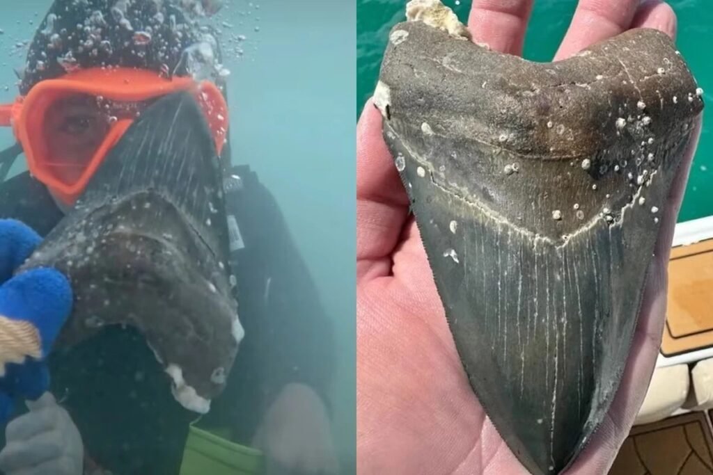 **Jovem Encontra Dente de Tubarão Pré-Histórico e Tamanho Impressiona** O que torna a descoberta de um **dente de megalodonte** tão fascinante? Encontrar um dente de megalodonte não é apenas um achado científico, é quase um encontro com o imaginário coletivo. Poucos animais extintos despertam tanto fascínio quanto esse tubarão colossal que já dominou os oceanos. Segundo a publicação do Metrópoles, um jovem de 16 anos teve essa sorte, encontrando um dente de megalodonte durante um tour guiado pela região de Manasota Key, no estado norte-americano da Flórida. Por que o megalodonte desperta tanto interesse? Parte desse interesse vem do tamanho impressionante do animal, mas há algo mais profundo: o megalodonte representa o desconhecido em sua forma mais extrema. Estimativas indicam que os tubarões da espécie chegavam a medir 18 metros, pesando até 50 toneladas. Esses números são suficientes para capturar a imaginação de qualquer um. Como foi a descoberta do dente de megalodonte? Segundo a emissora americana FOX, Aiden Andrews participou do tour ao lado do pai, Brian. Durante a excursão, Aiden encontrou o dente que, de acordo com o Capitão John Kreatsoulas, representante da Fossil Junkies, não é incomum de ser visto na região. No entanto, Kreatsoulas destacou que é uma raridade achar um dente tão grande quanto o que Aiden encontrou, medindo cerca de 15 cm. Qual é a importância de encontrar um dente de megalodonte? Além do fascínio que o megalodonte exerce, a descoberta de seus dentes é significativa para a ciência. Esses dentes são uma das poucas evidências físicas que temos para estudar esses gigantes pré-históricos, já que o resto de seus corpos, compostos principalmente de cartilagem, não fossiliza bem. Portanto, cada dente encontrado é uma peça valiosa do quebra-cabeça que ajuda os cientistas a entenderem melhor como esses predadores viviam e se comportavam. Quando o megalodonte habitou os oceanos? O megalodonte habitou os oceanos da Terra entre 23 e 3 milhões de anos atrás. Durante esse período, ele era o ápice dos predadores marinhos, dominando os mares com seu tamanho e força impressionantes. Por que encontrar um dente tão grande é raro? Embora dentes de megalodonte sejam encontrados ocasionalmente, um dente de 15 cm é uma descoberta rara. Isso se deve ao fato de que, mesmo entre os megalodontes, dentes desse tamanho não eram comuns. A descoberta de Aiden é, portanto, um achado notável que destaca a magnitude desses antigos tubarões. O que a descoberta significa para o jovem Aiden? Para Aiden Andrews, encontrar um dente de megalodonte é uma experiência única e emocionante. Não é apenas uma conexão com a história antiga da Terra, mas também uma oportunidade de aprender mais sobre a vida marinha pré-histórica e compartilhar essa descoberta com o mundo. Em resumo, a descoberta de um dente de megalodonte por um jovem na Flórida é um evento que desperta curiosidade e admiração. Segundo a publicação do Metrópoles, essa descoberta não só nos conecta com o passado distante, mas também nos lembra do vasto desconhecido que ainda existe nos registros fósseis da Terra.
