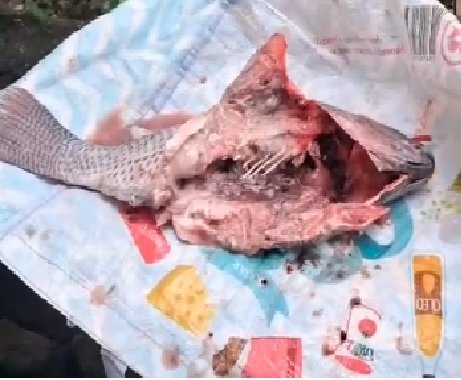 Bastou a distribuição começar para uma tradição de cerca de dez anos em Gandu, na Bahia, se transformar em motivo de reclamação e preocupação. O que aconteceu para uma ação ligada à **Sexta-Feira Santa** provocar reação imediata de moradores? Segundo relatos feitos pela população, a prefeitura entregou **peixe em condições inadequadas** na última sexta-feira, 3, o que gerou queixas sobre a qualidade do alimento recebido. Mas essa entrega era algo isolado ou fazia parte de uma prática já conhecida na cidade? Tratava-se de uma ação tradicional realizada pelo município nesse período do ano, voltada à distribuição de pescado para a população. Justamente por ser uma iniciativa já associada ao calendário local, a repercussão ganhou força quando surgiram os relatos de que o produto entregue não estava em condições apropriadas. E como a administração municipal reagiu diante das reclamações? A prefeita **Daiane Santana**, do **Avante**, afirmou que a gestão identificou o problema e decidiu **interromper a distribuição**. A declaração veio depois da circulação de queixas sobre a qualidade do peixe, em meio ao aumento da insatisfação entre moradores que receberam os itens. O que, de acordo com a prefeitura, causou a situação? Segundo a prefeita de Gandu, o produto distribuído **não atendia ao padrão contratado**. A administração municipal atribuiu ao **fornecedor** a responsabilidade pela qualidade do pescado. Ao mesmo tempo, informou que adotou **medidas imediatas** para conter os efeitos da entrega inicial e evitar novos registros semelhantes no município. Essas medidas ficaram apenas no discurso ou houve uma resposta prática? Houve uma nova movimentação da prefeitura. Em postagens nas redes sociais, a prefeita afirmou que organizou **nova entrega** para substituir os itens considerados **impróprios**. A decisão veio após a repercussão do caso e buscou responder diretamente às reclamações feitas pela população. E os moradores, como se manifestaram? Além das queixas presenciais, moradores também usaram as **redes sociais** para relatar o caso e cobrar providências. As publicações destacaram preocupação com possíveis **riscos à saúde** e críticas à **fiscalização** dos produtos distribuídos. A pressão pública ampliou a visibilidade do episódio e reforçou a cobrança por uma solução rápida. A prefeitura informou quantas pessoas foram atingidas ou quantos alimentos foram distribuídos? Não. A administração municipal **não detalhou** a quantidade de alimentos distribuídos nem o número de moradores afetados pela ação inicial. Esse ponto permaneceu sem esclarecimento nas informações divulgadas até então. Com a repercussão, o problema foi encerrado? A gestão informou que realizou uma **nova entrega de pescado**. A medida teve como objetivo atender as famílias que haviam recebido produtos em condições inadequadas e reduzir o impacto da situação. Além disso, a prefeitura declarou que **reforçou o controle** sobre os itens distribuídos e **revisou procedimentos internos**. Isso significa que novas providências foram anunciadas? Sim. A administração também destacou que acompanha o caso para evitar novos problemas em ações semelhantes. A resposta oficial, portanto, reuniu três frentes: interrupção da entrega inicial, substituição dos produtos considerados impróprios e revisão dos procedimentos adotados. No fim, o que ficou confirmado sobre o caso em Gandu? Ficou registrado que moradores relataram o recebimento de **peixe estragado**, que a prefeitura **interrompeu a distribuição** após identificar o problema, atribuiu ao **fornecedor** a responsabilidade pela qualidade do pescado e depois promoveu **nova entrega** para substituir os itens inadequados. A prefeitura de Gandu não informou a quantidade distribuída nem o número de pessoas afetadas, mas declarou ter reforçado o controle e revisado seus procedimentos internos após o episódio.