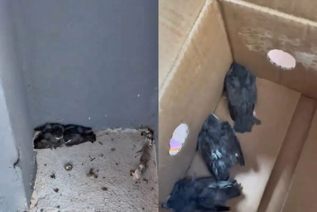 Uma biomédica saiu do plantão, entrou em um shopping comum e encontrou o retrato perfeito do nosso tempo: filhotes de aves atropelados no estacionamento, caídos no chão, ignorados por todo mundo. Enquanto a maioria passava apressada com sacolas na mão, ela parou, se incomodou e decidiu agir. Pegou uma caixa em uma loja de chocolate, recolheu os três filhotes e levou para casa. Um deles, quase sem forças, ganhou o nome de Herói. Por que ninguém mais parou ali? Porque a regra hoje é fingir que não viu, seguir a vida e deixar o problema para “alguém” resolver. A exceção é quem ainda sente incômodo diante da crueldade normalizada. Por que um shopping inteiro ignorou? Porque a prioridade é consumo, não compaixão. Estacionamento cheio, carrinhos passando, buzina, pressa – e três vidas pequenas tratadas como nada. Por que precisamos de vídeo para ligar? Porque, se não viraliza no TikTok, quase ninguém quer saber. A atitude existe há anos, mas só quando vira conteúdo é que o país presta atenção. A biomédica montou um espaço improvisado em casa, simulou som de andorinha, fez aquecimento, alimentou os filhotes várias vezes ao dia e acompanhou cada evolução. O mais frágil, quieto e debilitado, resistiu. E é aí que a história incomoda: uma pessoa comum, sem verba pública, sem ONG, sem cargo, faz mais por vidas frágeis do que muito gestor que adora discurso bonito sobre “meio ambiente” e “proteção animal”. Por que uma cidadã faz o que o sistema não faz? Porque o Estado é ótimo em palestra e péssimo em atitude. A diferença está em quem tem consciência, não em quem tem cargo. Por que criticam quem resgata? Porque é mais confortável chamar de exagero do que admitir a própria omissão. Quem se incomoda com o bem dos outros, geralmente, é porque não faz nada por ninguém. Desde a adolescência, ela resgata pássaros caídos. Perdeu as contas de quantos já cuidou. E ainda ouve gente dizendo que “a natureza dá um jeito”. Dá um jeito, sim: o jeito cruel de ver filhotes esmagados em estacionamento de shopping, enquanto adultos bem vestidos fingem que não viram. Por que chamam de “mimimi” cuidar de bicho? Porque virou moda tratar empatia como fraqueza. Quem zomba disso revela mais sobre o próprio caráter do que sobre o gesto de cuidado. Por que um simples resgate viraliza tanto? Porque, no fundo, o brasileiro está carente de exemplos reais de bondade. A internet está cheia de discurso, mas falta gente que faça, em silêncio, o que é certo. No TikTok, o vídeo já passa de dezenas de milhares de visualizações. Comentários chamam a biomédica de “anjo disfarçado”. E é exatamente isso: enquanto muita gente posa de “salvador do planeta” em rede social, ela está lá, sujando a mão, carregando caixa de papelão, perdendo sono para alimentar filhotes. Por que chamam de anjo uma atitude básica? Porque o padrão virou a frieza. Quando alguém faz o mínimo de humanidade, parece algo sobrenatural. Por que isso revolta tanta gente de bem? Porque mostra o contraste entre o Brasil real e o Brasil do discurso. No real, quem se importa é taxado de bobo. No discurso, todo mundo é defensor da vida. Essa história simples, de uma biomédica e três aves atropeladas, joga luz em algo maior: estamos nos acostumando a passar por cima de tudo – literalmente. Se não reagimos nem diante de filhotes agonizando no chão, o que isso diz sobre como tratamos pessoas, idosos, crianças, vulneráveis? Por que o Brasil normalizou a indiferença? Porque é mais fácil olhar para o celular do que para o problema. Mas cada vez que alguém escolhe se importar, quebra essa lógica. Por que essa atitude merece ser compartilhada? Porque lembra que ainda existe gente que não aceita virar as costas. E, num país cansado de hipocrisia e discurso vazio, exemplos assim valem mais do que mil campanhas publicitárias.
