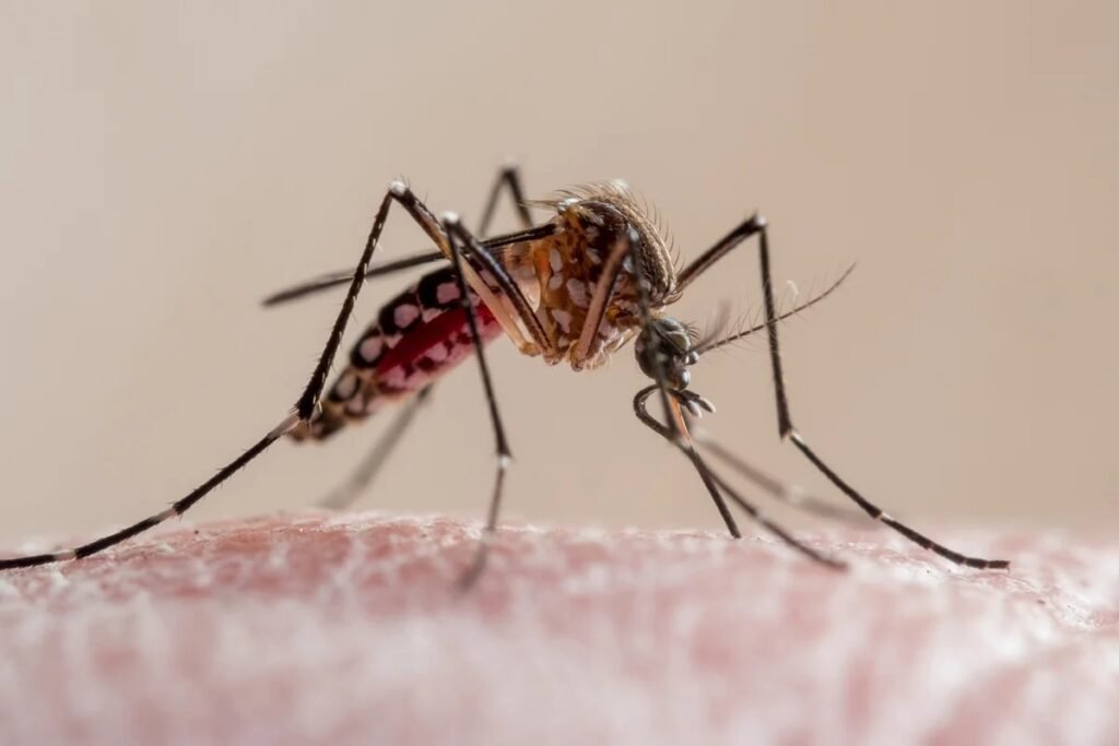 Acaba de sair um estudo que confirma o que muita gente sempre sentiu na pele: não é impressão, nem frescura, alguns corpos realmente viram ímã de mosquito. Pesquisadores da Florida International University testaram 119 pessoas e mostraram que o cheiro da pele e as bactérias que vivem nela decidem quem vai ser devorado pelos insetos. Por que alguns sofrem mais picadas? Porque o odor da pele, produzido por bactérias específicas, torna certas pessoas muito mais atraentes para os mosquitos. O que os cientistas descobriram exatamente? Eles usaram um olfatômetro, colocaram o braço dos voluntários de um lado e três espécies de mosquitos do outro, medindo quem atraía mais cada tipo. O resultado é direto e incômodo: não existe um perfil único de vítima, mas o Aedes aegypti mostrou uma preferência clara por homens. Ou seja, enquanto muita gente ri dizendo que é “drama”, a ciência mostra que tem gente que realmente vira banquete vivo, principalmente os homens. Homens são alvo preferencial agora? No caso do Aedes aegypti, o estudo encontrou uma leve preferência por homens em comparação às mulheres. E não para por aí. Os pesquisadores analisaram centenas de compostos liberados pela pele, os chamados compostos orgânicos voláteis. São substâncias formadas quando as bactérias da pele transformam secreções naturais em odores que evaporam. É esse cheiro único de cada pessoa que pode funcionar como um verdadeiro farol para o mosquito. Quais bactérias mais chamam mosquito? Três bactérias apareceram com frequência em quem mais atraía mosquitos: Co. kefirresidentii, Cu. granulosum e Staphylococcus epidermidis. Essas bactérias apareceram repetidamente nas pessoas que mais atraíam as três espécies estudadas: Aedes aegypti, Aedes albopictus e Culex quinquefasciatus. Ou seja, não é só azar: tem um “time” de microrganismos na sua pele que pode estar entregando sua localização para o mosquito. Cada mosquito segue pistas diferentes? Sim. O estudo mostrou que algumas pessoas atraíam muito uma espécie, mas quase nada as outras, indicando preferências específicas. Os cientistas também perceberam que algumas espécies de mosquito evitam certos compostos, enquanto outras são atraídas por odores específicos. Isso explica por que, em um mesmo ambiente, uma pessoa sai cheia de marcas e outra quase intacta. Dá para mudar esse cheiro da pele? Em teoria, sim: os pesquisadores falam em estratégias futuras para alterar temporariamente o microbioma da pele. A grande promessa dessa descoberta é abrir caminho para repelentes mais inteligentes e personalizados, e até técnicas para modificar temporariamente as bactérias da pele, deixando o corpo menos atrativo para os insetos. Mas, como sempre, a aplicação prática ainda está longe. Quando teremos repelente mais eficiente? Ainda não há prazo: os próprios autores dizem que são necessários muitos estudos antes de virar produto real. Enquanto isso, o recado é duro: quem sempre foi o “escolhido” pelos mosquitos não estava exagerando. A ciência agora confirma que o problema está no seu cheiro, nas suas bactérias e no jeito como seu corpo conversa quimicamente com esses insetos. Isso explica todas as doenças? Não. O estudo fala de atração dos mosquitos, não de transmissão de doenças, que depende de outros fatores. O que pode mudar com essa descoberta? Ela pode orientar o desenvolvimento de repelentes mais direcionados e estratégias de prevenção mais eficazes. Até lá, segue o cenário conhecido: muita gente se enchendo de repelente, mosquiteiro e improviso, enquanto os mosquitos continuam escolhendo suas vítimas com base em algo que ninguém vê: o microbioma da pele e o cheiro que ele produz.