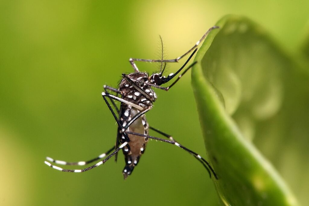 Um novo estudo derruba a velha desculpa de que “mosquito gosta mais de um tipo de sangue”. A verdade é bem mais incômoda: o que decide quem vira banquete de mosquito é o cheiro do corpo, moldado pelas bactérias que vivem na sua pele. Pesquisadores da Universidade Internacional da Flórida analisaram 119 pessoas e três espécies de mosquitos: o Aedes aegypti (dengue, zika, chikungunya, febre amarela), o Aedes albopictus (mosquito-tigre asiático) e o Culex quinquefasciatus (pernilongo doméstico). Resultado? Não existe “uma pessoa irresistível” para todos. Cada espécie escolhe a vítima de acordo com combinações específicas de odores. Por que alguns sofrem mais picadas? Porque a combinação de odores corporais e bactérias da pele varia de pessoa para pessoa, atraindo mais ou menos cada espécie de mosquito. O estudo mostrou que o Aedes aegypti teve leve preferência por homens, enquanto os outros dois não ligaram para sexo biológico. Mais chocante foi ver que certas substâncias naturais do corpo afastam alguns mosquitos, enquanto outras praticamente convidam o inseto para o ataque. Quem atrai menos o Aedes aegypti? Pessoas com mais álcoois cíclicos, monoterpenos e maior presença da bactéria Pseudomonas aeruginosa na pele. Esses compostos aromáticos, comuns em óleos essenciais e plantas, foram ligados a menor interesse do Aedes aegypti e do pernilongo doméstico. Já o mosquito-tigre asiático se mostrou mais atraído por pessoas que liberam mais cetonas. O que realmente chama o mosquito? Os compostos voláteis produzidos quando bactérias da pele transformam suor e oleosidade em odores específicos detectados pelos insetos. Os cientistas identificaram 246 tipos de microrganismos na pele dos voluntários. Três bactérias apareceram com frequência nos perfis mais atrativos para as três espécies: Corynebacterium kefirresidentii, Cutibacterium granulosum e uma variante de Staphylococcus epidermidis. Quais bactérias mais atraem picadas? Corynebacterium kefirresidentii, Cutibacterium granulosum e uma variante de Staphylococcus epidermidis, presentes em maior quantidade nos mais picados. Já quem era menos interessante para o Aedes aegypti e para o pernilongo tinha mais Pseudomonas aeruginosa na pele – justamente ausente nos perfis mais atacados. Ou seja: enquanto o discurso oficial foca só em repelente e fumacê, a ciência mostra que a guerra contra dengue e pernilongo passa também pela microbiota da pele. Podemos mudar essas bactérias agora? Ainda não. O estudo não prova que seja possível alterar a microbiota de propósito para evitar picadas de forma segura e eficaz. Os autores deixam claro: não dá para prometer “banho milagroso” ou produto caseiro que troque suas bactérias boas e ruins. Mas entender esse mapa de odores abre caminho para repelentes muito mais inteligentes, que imitem quem o mosquito não gosta de picar. Como isso pode virar novo repelente? Identificando compostos que afastam mosquitos e reproduzindo essas substâncias em fórmulas específicas para cada espécie. Enquanto isso, o brasileiro continua convivendo com dengue, zika e chikungunya, ouvindo campanhas repetidas ano após ano, sem que o debate avance para o que a ciência mais moderna já está enxergando: o alvo não é só o mosquito, é também o cheiro que o nosso próprio corpo emite. Por que cada espécie escolhe vítimas? Porque cada tipo de mosquito responde a combinações diferentes de odores e compostos químicos do corpo humano. A pesquisa mostra que “mosquito não escolhe vítima à toa”. Há lógica, há química, há biologia. E, se há lógica, dá para agir com mais estratégia. O que muda para sua família? Muda a compreensão de risco: algumas pessoas da casa podem ser naturalmente mais atraentes para certas espécies e precisar de proteção redobrada. Os cientistas reforçam: desvendar essa complexidade pode ajudar a criar estratégias para reduzir odores que atraem mosquitos ou aumentar compostos naturalmente repelentes. Isso acaba com o risco de dengue? Não. Mas pode, no futuro, complementar as medidas atuais com repelentes mais eficazes e personalizados. No fim, a pergunta que fica é simples: se a ciência já está mostrando quem o mosquito escolhe e por quê, quanto tempo ainda vamos demorar para transformar esse conhecimento em proteção real no dia a dia das casas brasileiras?