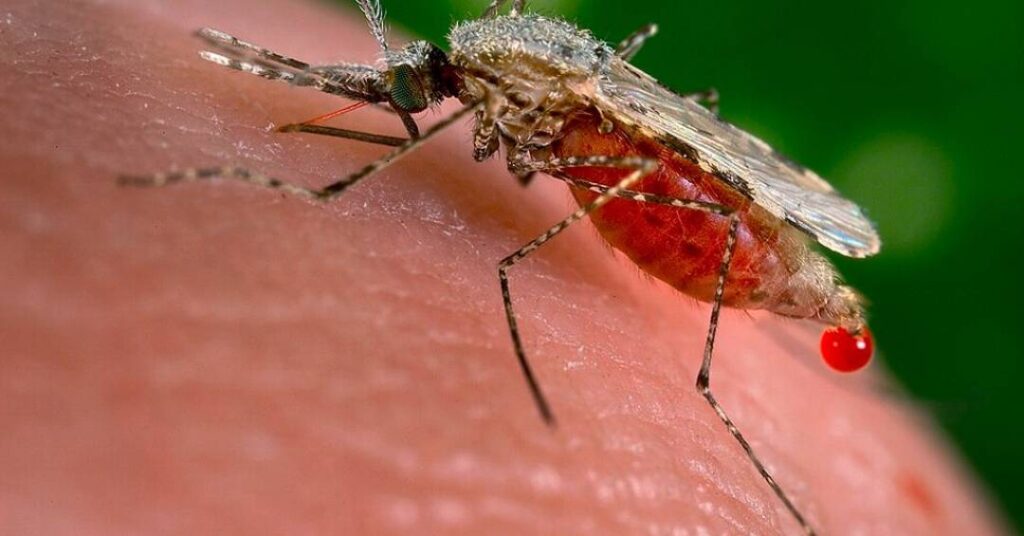 Um detalhe incômodo que a ciência empurrou por décadas para debaixo do tapete voltou com força: um inseticida potente usado contra o mosquito da malária pode ter ajudado justamente esse mosquito a se reproduzir melhor em cidades barulhentas. Nos anos 1950, o Anopheles stephensi virou alvo de programas de controle da malária. A aposta foi pesada: aplicar dieldrina, um inseticida forte, nas paredes internas das casas, onde os mosquitos pousavam. O plano parecia simples: envenenar o inseto e cortar a transmissão da doença. O que aconteceu foi o oposto. Em pouco tempo, o mosquito desenvolveu uma mutação genética que o tornou resistente ao veneno. Sobreviveu, se reproduziu e espalhou essa mutação. Resultado: o inseticida perdeu força, a toxicidade preocupou pesquisadores e a dieldrina acabou abandonada. Por que o mosquito manteve essa mutação até hoje, mesmo deixando-o mais lento? Essa pergunta intrigou cientistas por décadas. Agora, um novo estudo levanta uma hipótese incômoda: a mesma mutação que protegeu o mosquito do veneno pode ter melhorado sua capacidade de encontrar parceiros para acasalar em ambientes urbanos barulhentos. Como isso seria possível? Mosquitos machos localizam as fêmeas pelo som fraco do bater de asas. A pesquisa indica que a mutação ligada à resistência à dieldrina torna esses mosquitos mais sensíveis a essas frequências sonoras, facilitando o encontro com as fêmeas mesmo em meio ao ruído de grandes cidades. "Isso é realmente comprovado em laboratório?" Os pesquisadores reproduziram sons entre 300 e 550 hertz, faixa do bater de asas das fêmeas. Machos com a mutação voaram e pousaram no alto-falante com probabilidade significativamente maior que os sem mutação. "Testaram o acasalamento em condições reais?" Sim. Em gaiolas com 25 machos e 25 fêmeas por 48 horas, sob dois cenários: ruído constante de 70 decibéis e ruído branco de 93 decibéis, simulando cidade grande. "O que aconteceu com os machos resistentes?" Os machos com a mutação resistente à dieldrina tiveram cerca de 40% de sucesso no acasalamento em ambos os ambientes, inclusive no mais barulhento. "E os mosquitos sem a mutação?" Os machos sem mutação caíram para cerca de 33% de sucesso no ambiente mais barulhento, mostrando desvantagem clara nas condições urbanas simuladas. "Eles verificaram isso fora do laboratório?" Sim. Em sete áreas urbanas de Bangui, capital da República Centro-Africana, e quatro vilarejos rurais próximos, fêmeas sem mutação tinham menos chance de ter acasalado em áreas urbanas do que nas rurais. "Isso prova que o inseticida ajudou a reprodução?" Não é prova definitiva, mas é uma forte indicação de que a mutação selecionada pelo uso da dieldrina continua trazendo vantagem reprodutiva em cidades barulhentas. "O estudo já foi revisado por pares?" Ainda não. O trabalho foi publicado como preprint no bioRxiv, ou seja, está disponível, mas não passou pela revisão formal de outros cientistas. "Outros fatores urbanos foram considerados?" Especialistas lembram que cidades diferem de áreas rurais em inseticidas, poluição, temperatura e umidade, o que também pode favorecer mosquitos com mutação. "A mutação muda a audição das fêmeas?" O estudo não testou diretamente a audição das fêmeas nem a escolha de parceiros por elas, ponto que outros pesquisadores cobram investigar. O quadro que surge é desconfortável: uma tecnologia vendida como solução milagrosa contra a malária pode ter selecionado, sem querer, mosquitos mais resistentes e possivelmente mais eficientes em se reproduzir em ambientes urbanos. Enquanto isso, a malária segue sendo um problema grave em vários países, e a ciência corre atrás de novas estratégias. O passado da dieldrina mostra o perigo de apostar tudo em um único veneno sem entender totalmente as consequências evolutivas. A conta, décadas depois, ainda está sendo paga por quem convive com a doença todos os dias.