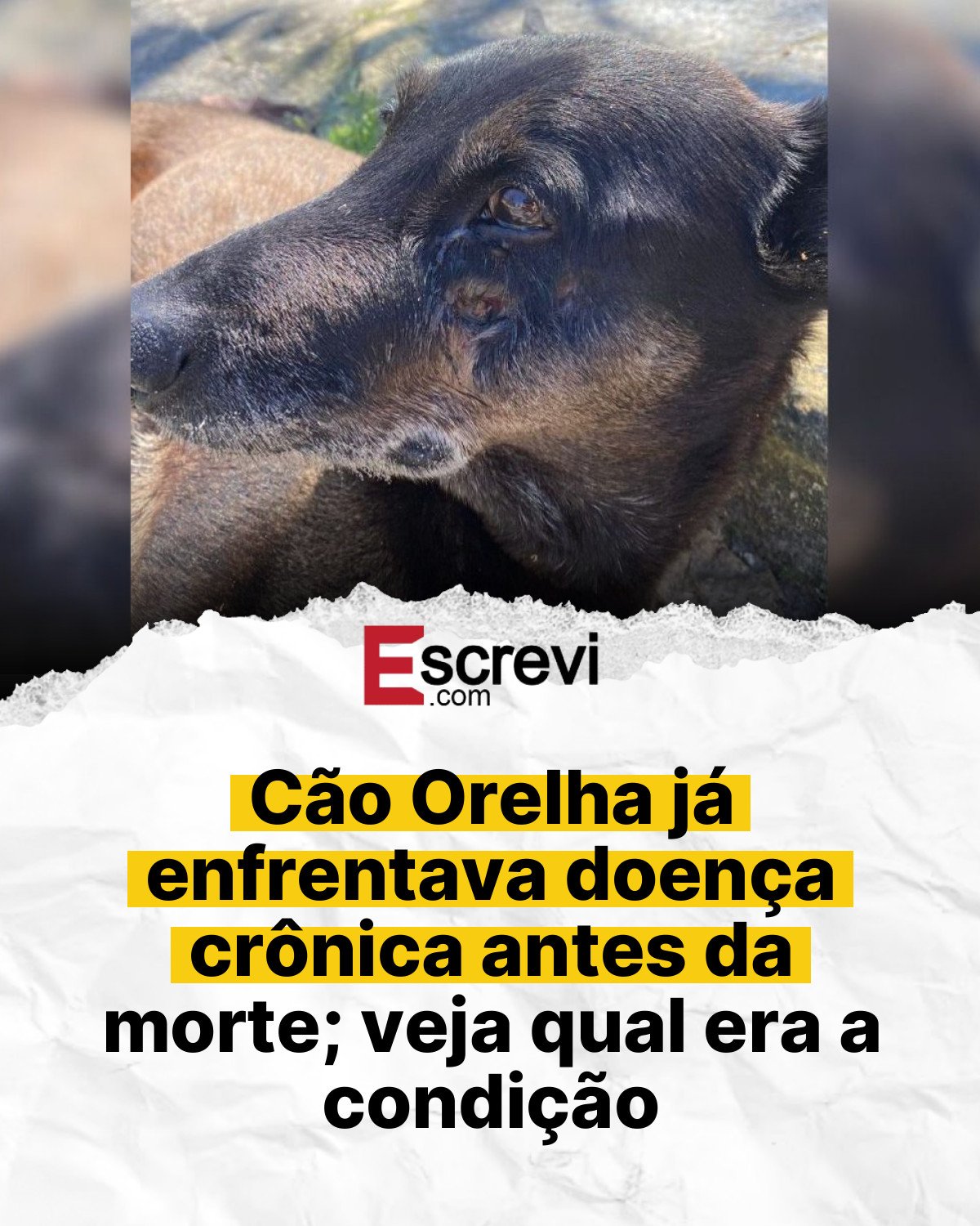 Cão Orelha já enfrentava doença crônica antes da morte; veja qual era a condição card branco