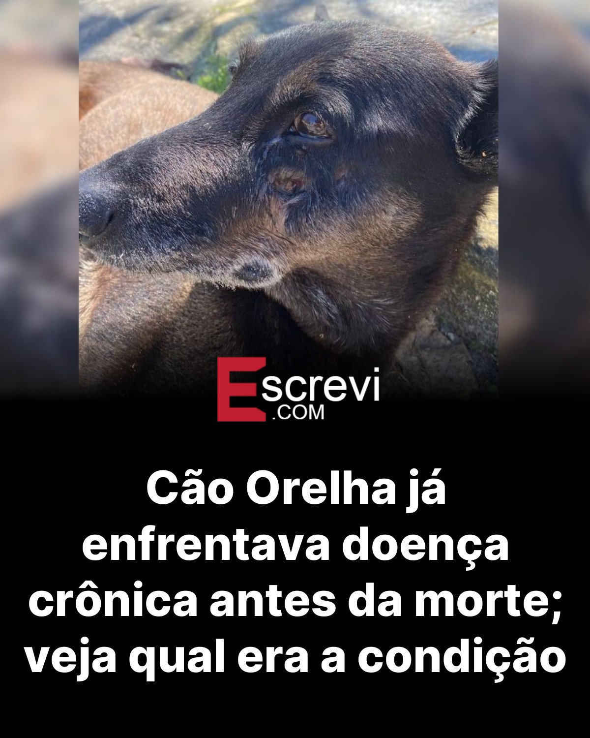Cão Orelha já enfrentava doença crônica antes da morte; veja qual era a condição card preto