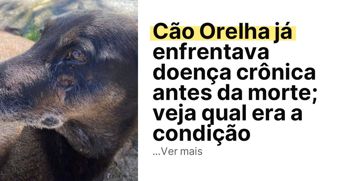 Cão Orelha já enfrentava doença crônica antes da morte; veja qual era a condição imagem principal