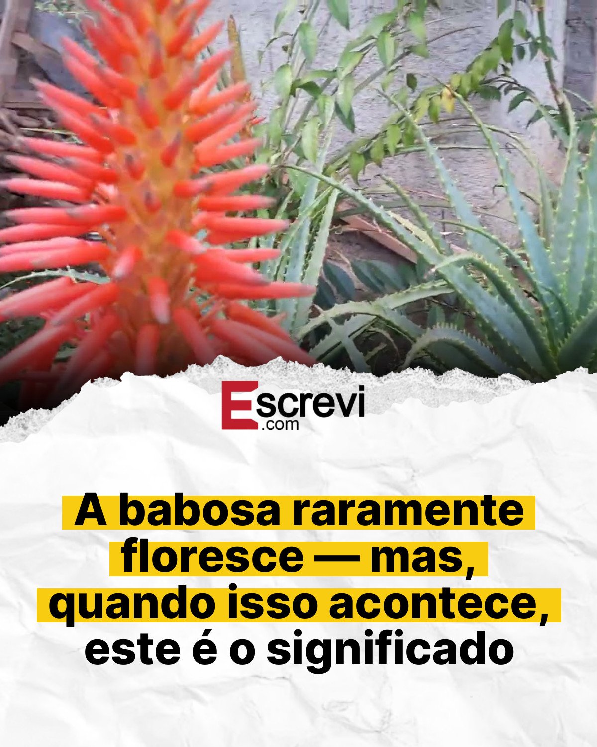 A babosa raramente floresce — mas, quando isso acontece, este é o significado card branco