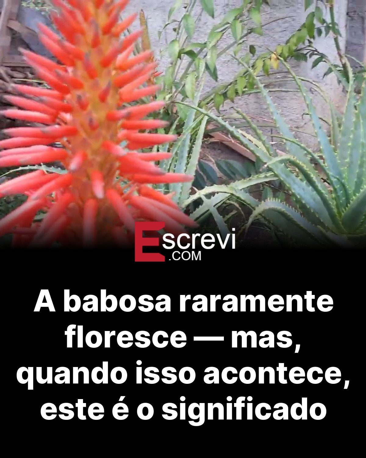 A babosa raramente floresce — mas, quando isso acontece, este é o significado card preto