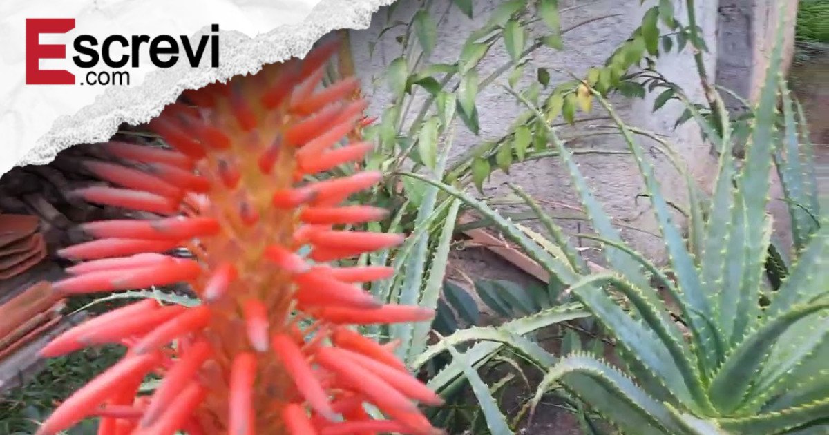 A babosa raramente floresce — mas, quando isso acontece, este é o significado imagem principal