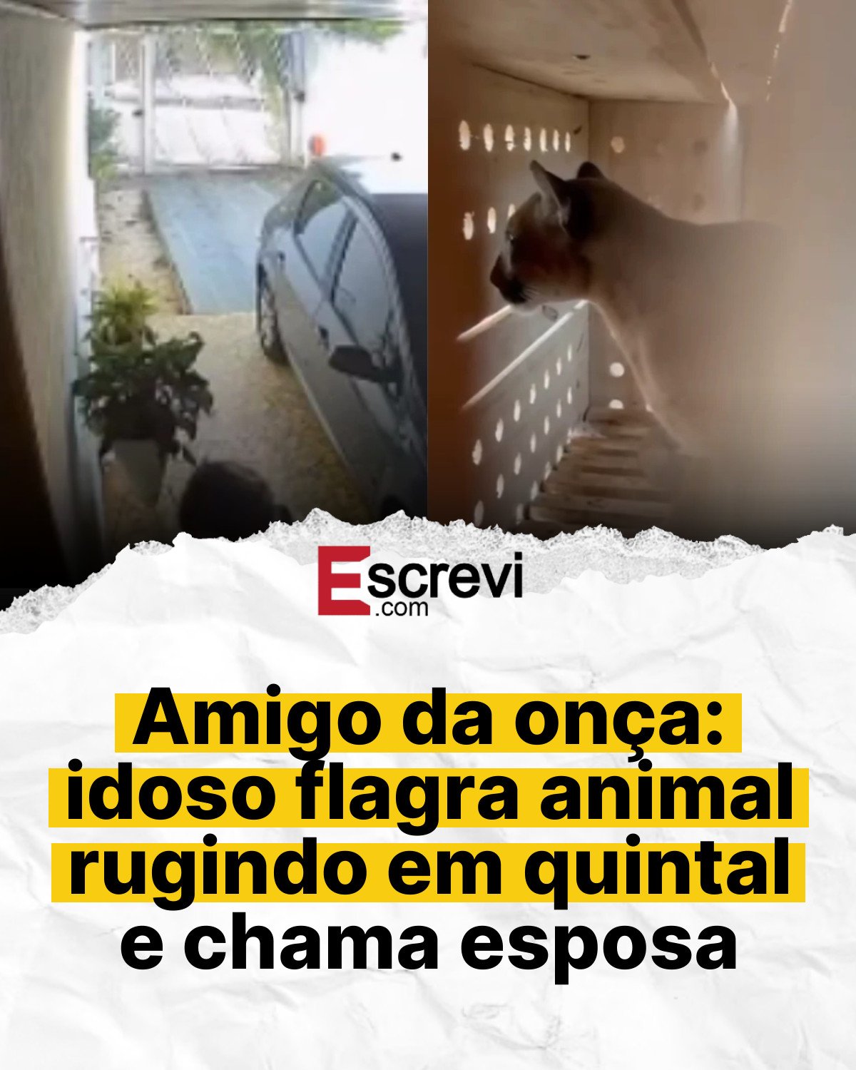 Amigo da onça: idoso flagra animal rugindo em quintal e chama esposa card branco