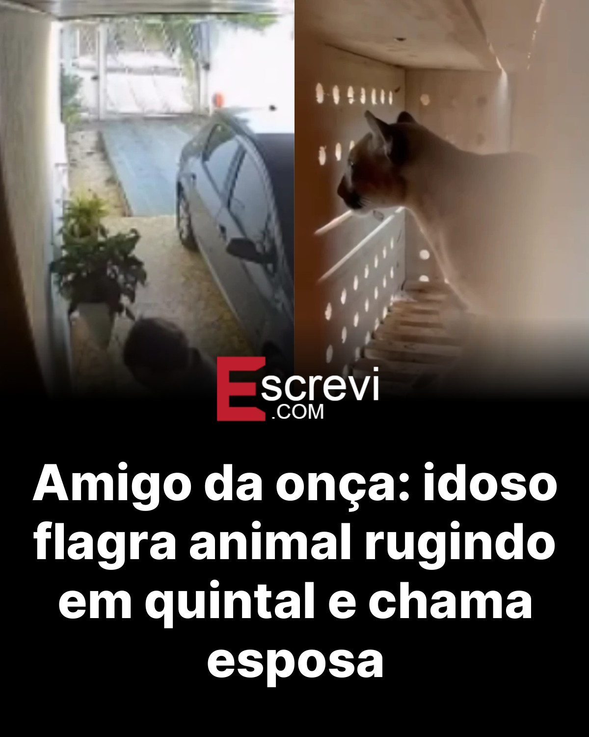 Amigo da onça: idoso flagra animal rugindo em quintal e chama esposa card preto