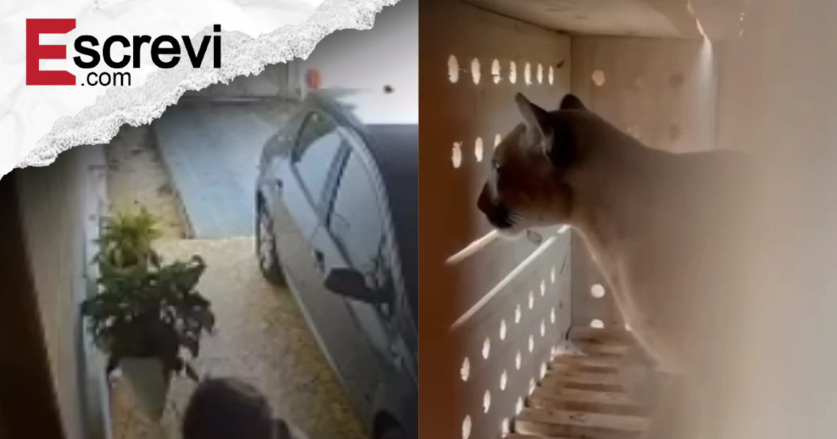 Amigo da onça: idoso flagra animal rugindo em quintal e chama esposa imagem principal