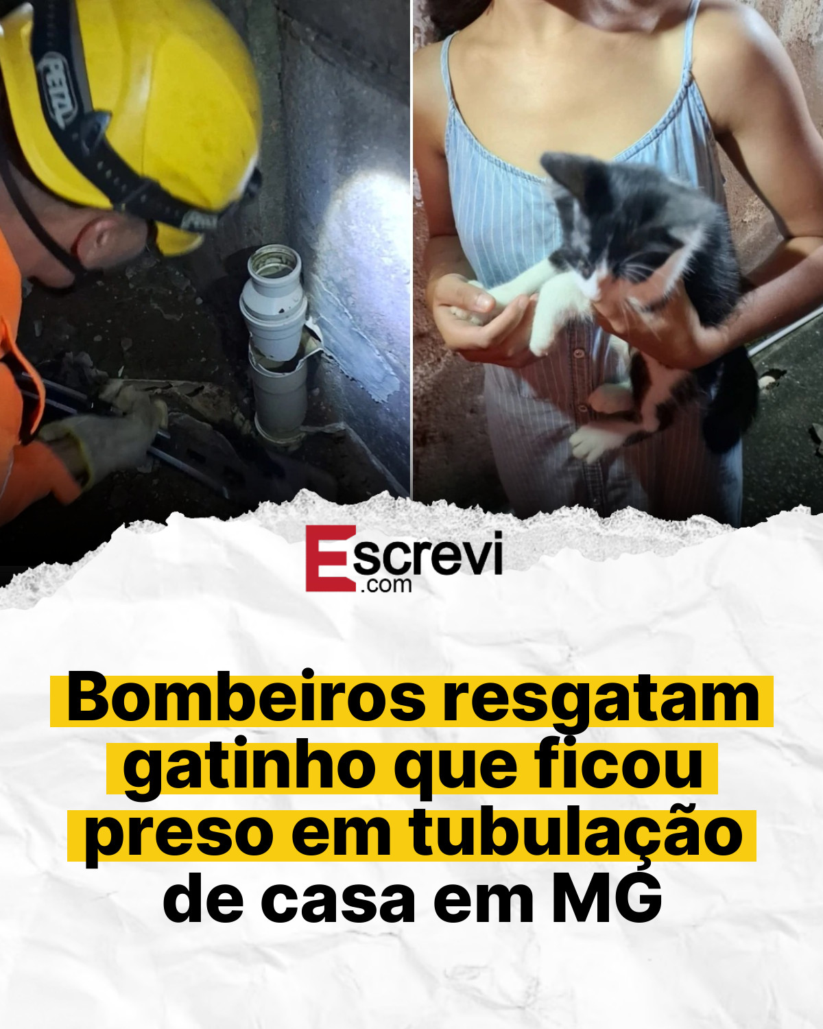 Bombeiros resgatam gatinho que ficou preso em tubulação de casa em MG card branco