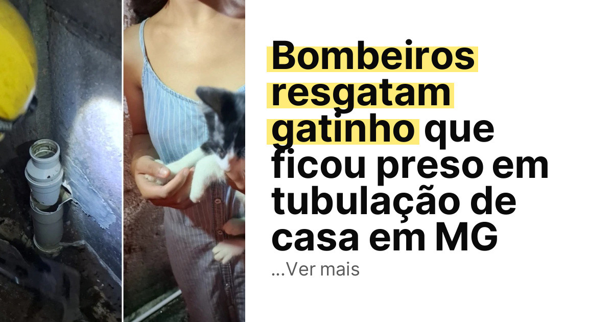 Bombeiros resgatam gatinho que ficou preso em tubulação de casa em MG imagem principal