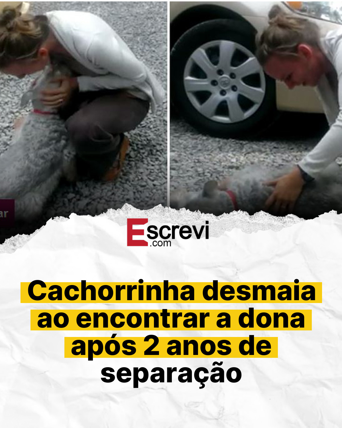 Cachorrinha desmaia ao encontrar a dona após 2 anos de separação card branco