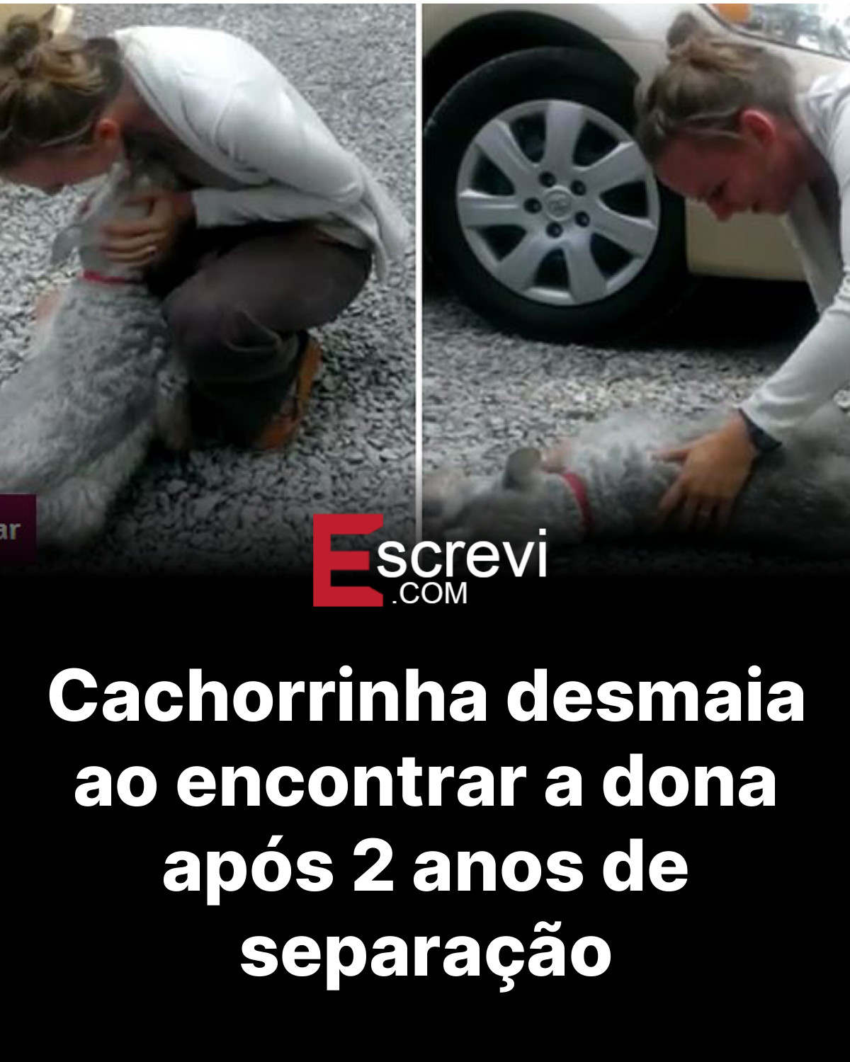 Cachorrinha desmaia ao encontrar a dona após 2 anos de separação card preto