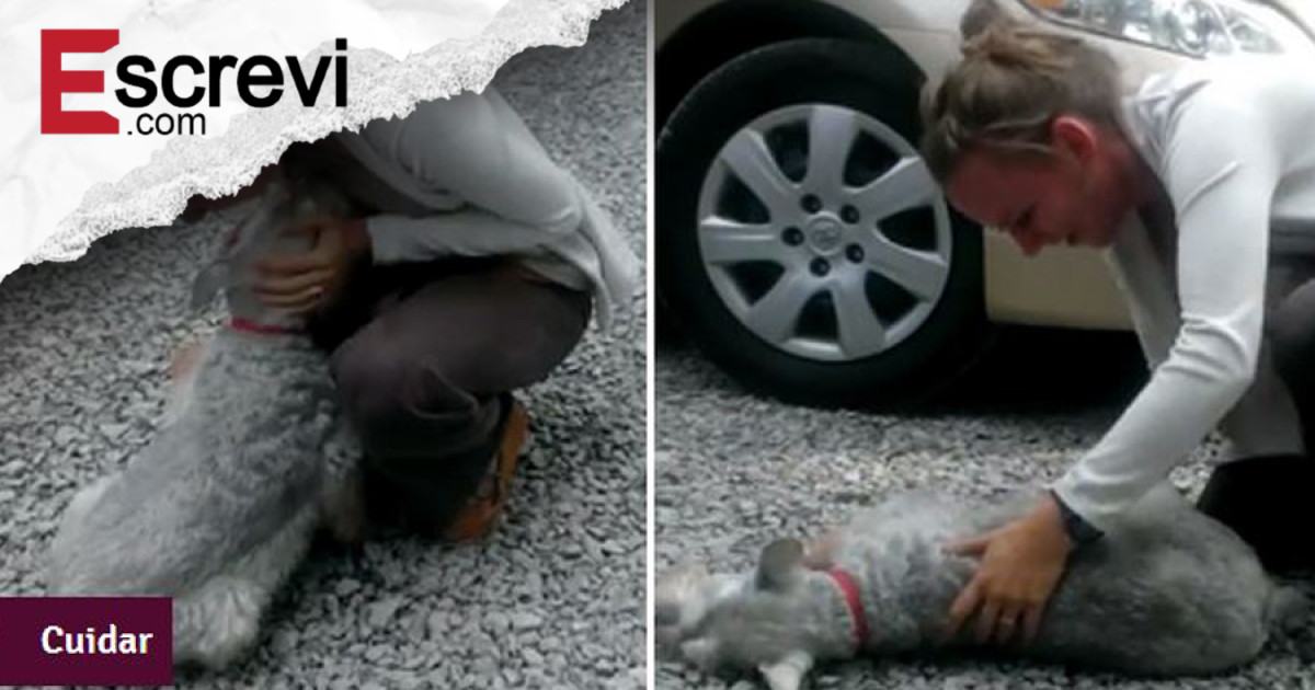 Cachorrinha desmaia ao encontrar a dona após 2 anos de separação imagem principal