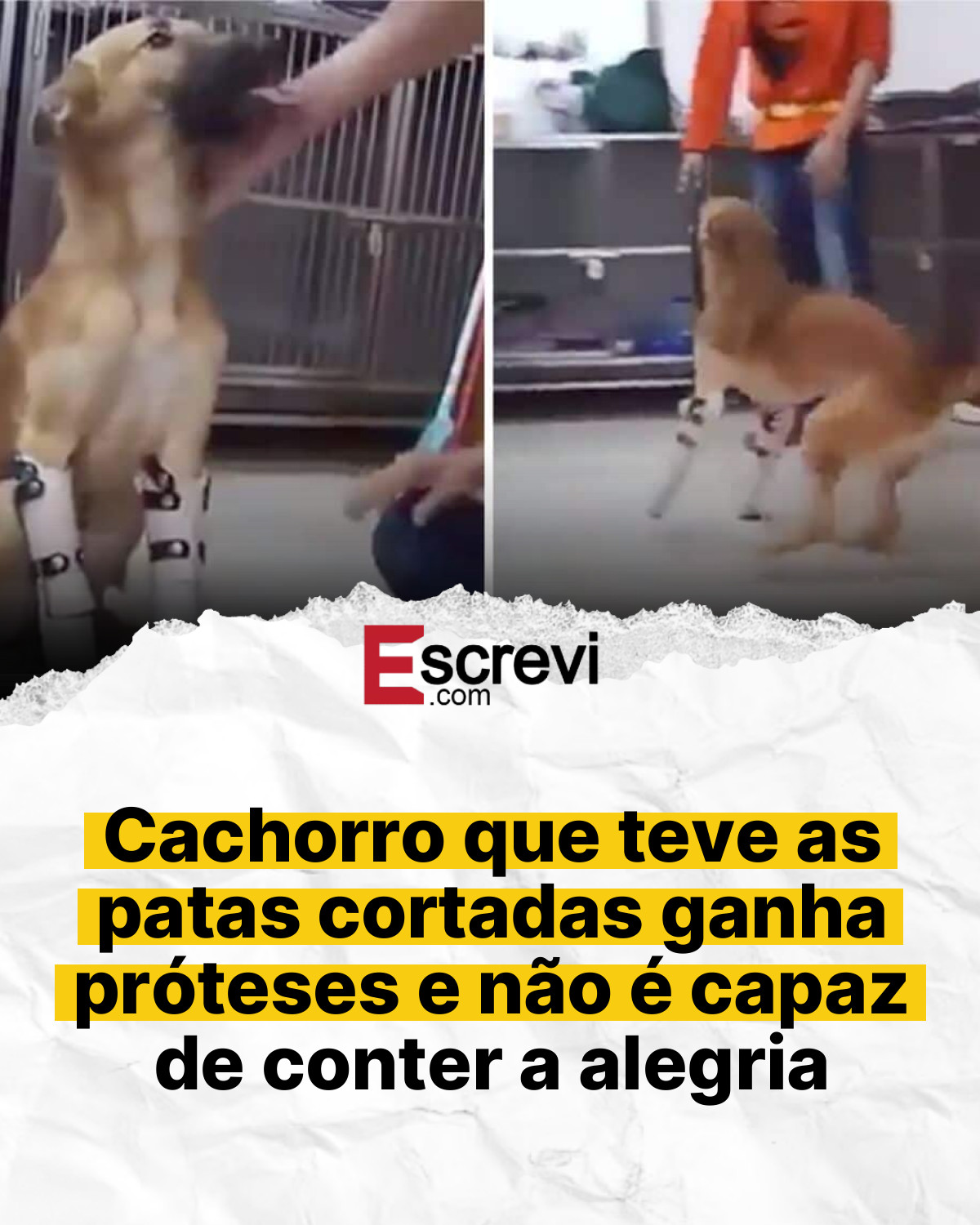 Cachorro que teve as patas cortadas ganha próteses e não é capaz de conter a alegria card branco