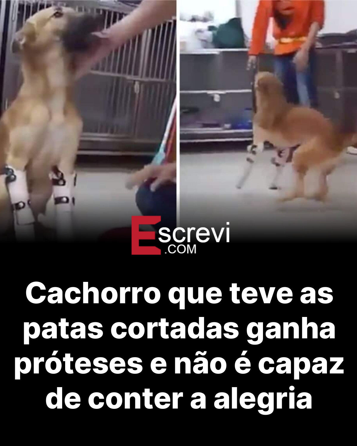 Cachorro que teve as patas cortadas ganha próteses e não é capaz de conter a alegria card preto