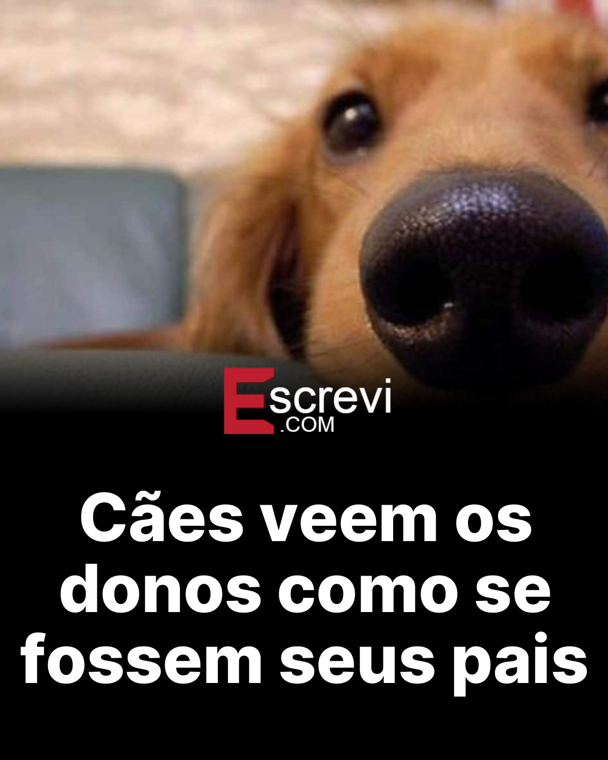 Cães veem os donos como se fossem seus pais card preto