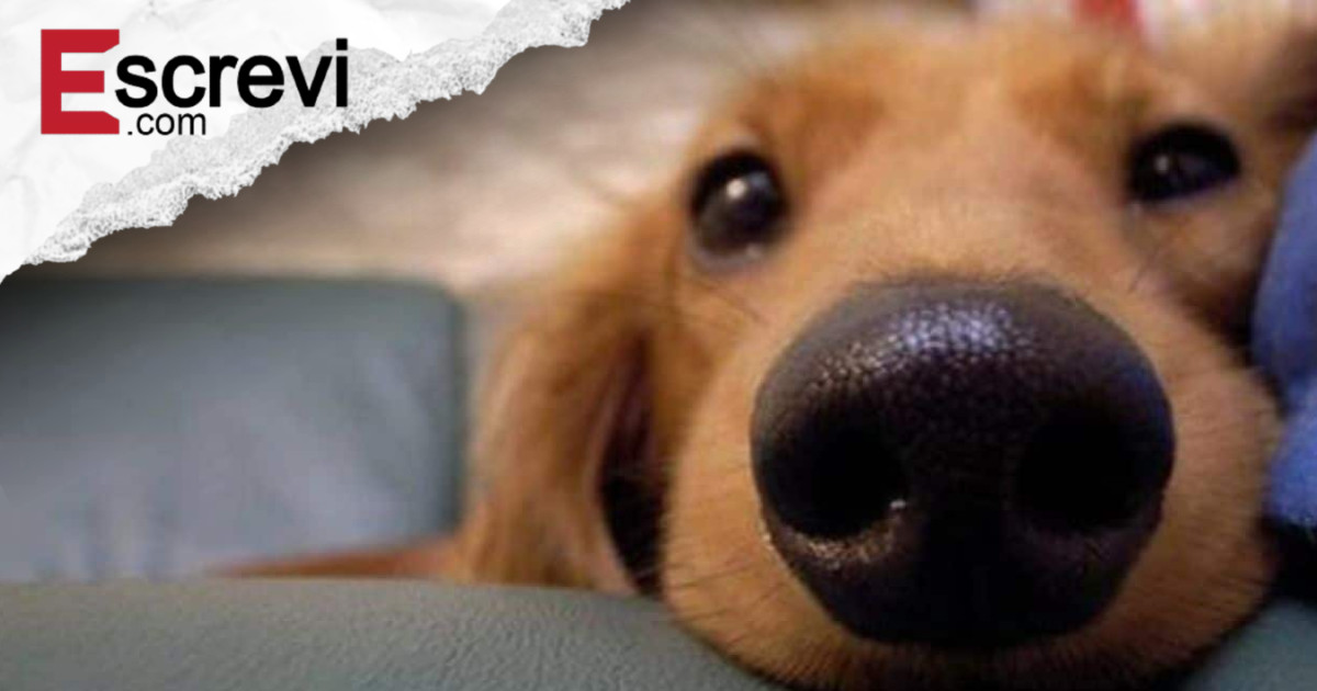 Cães veem os donos como se fossem seus pais imagem principal