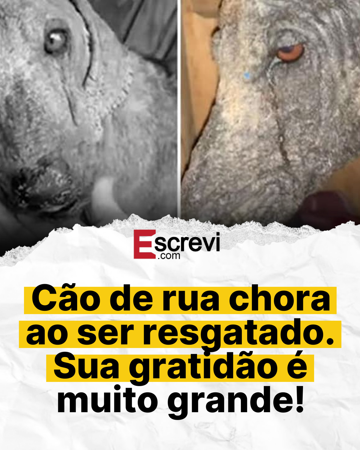 Cão de rua chora ao ser resgatado. Sua gratidão é muito grande! card branco