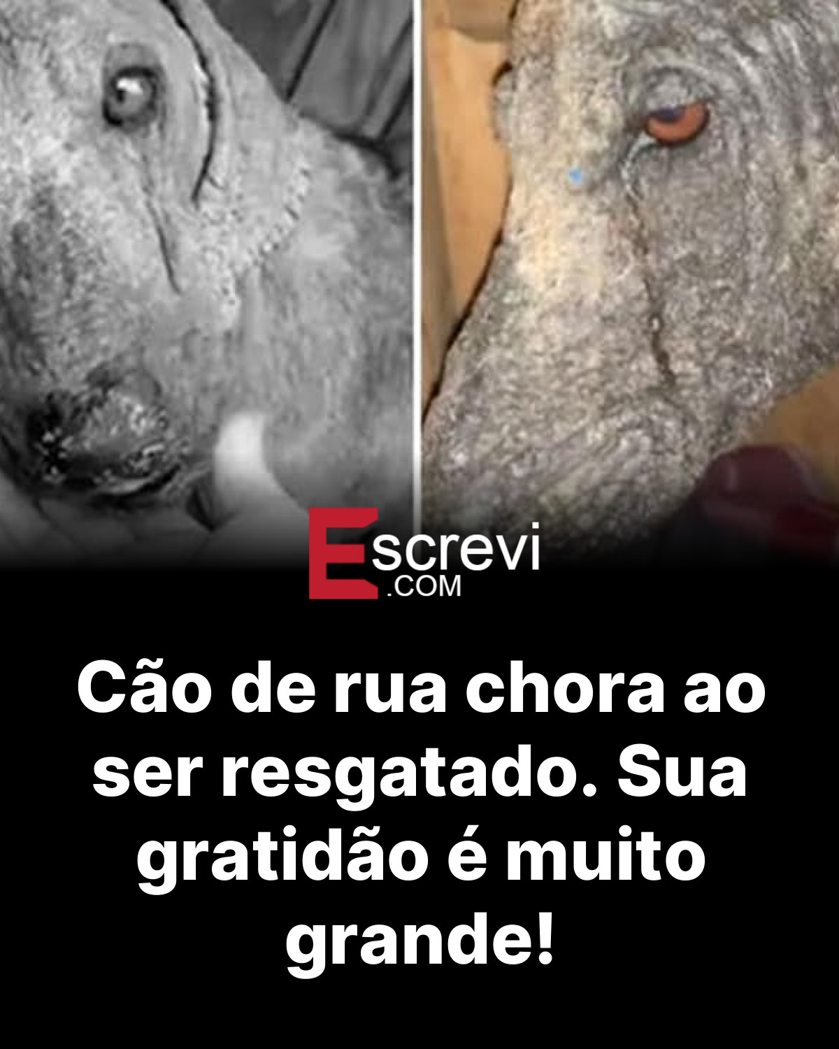 Cão de rua chora ao ser resgatado. Sua gratidão é muito grande! card preto