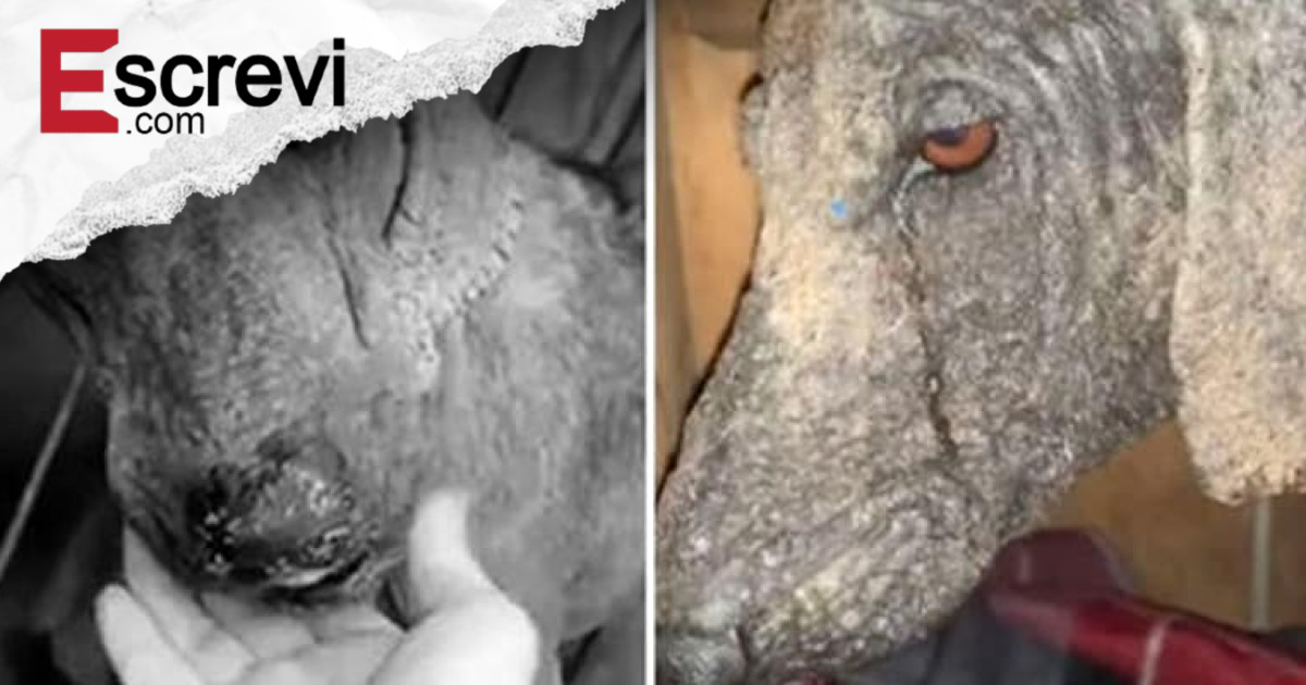 Cão de rua chora ao ser resgatado. Sua gratidão é muito grande! imagem principal