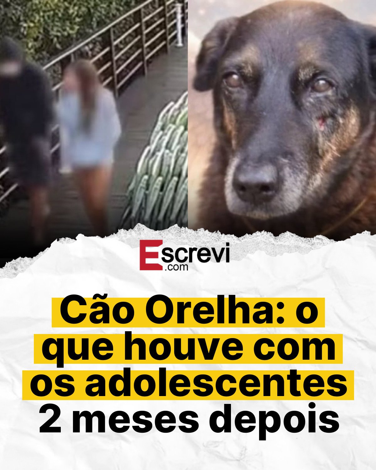 Cão Orelha: o que houve com os adolescentes 2 meses depois card branco