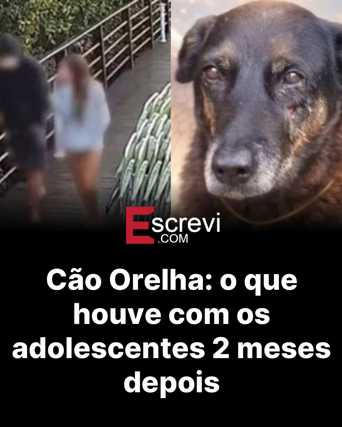 Cão Orelha: o que houve com os adolescentes 2 meses depois card preto