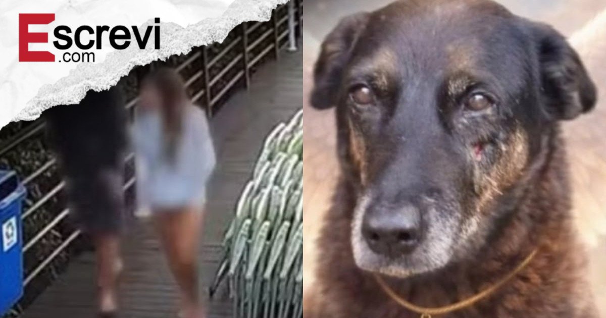 Cão Orelha: o que houve com os adolescentes 2 meses depois imagem principal