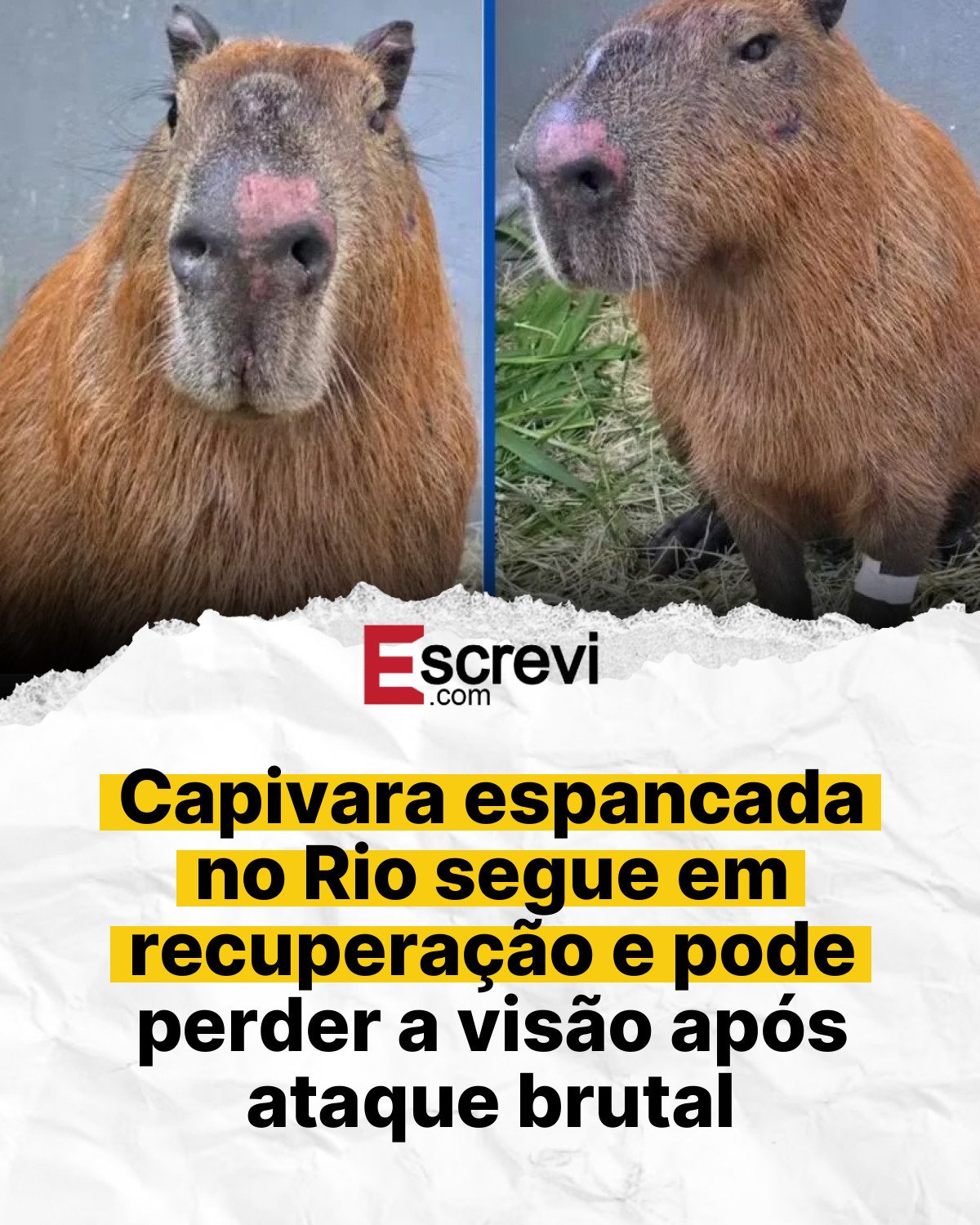 Capivara espancada no Rio segue em recuperação e pode perder a visão após ataque brutal card branco