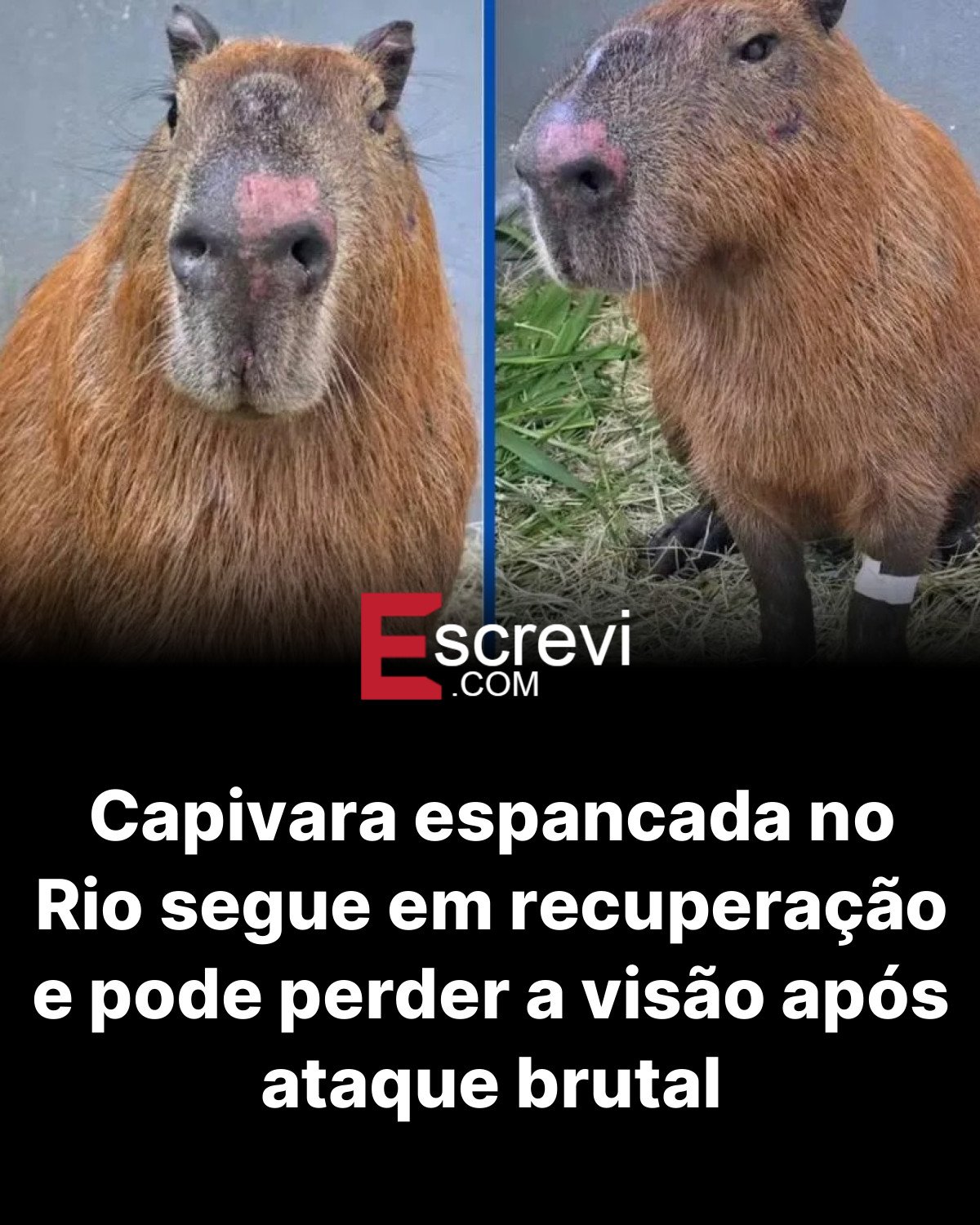 Capivara espancada no Rio segue em recuperação e pode perder a visão após ataque brutal card preto