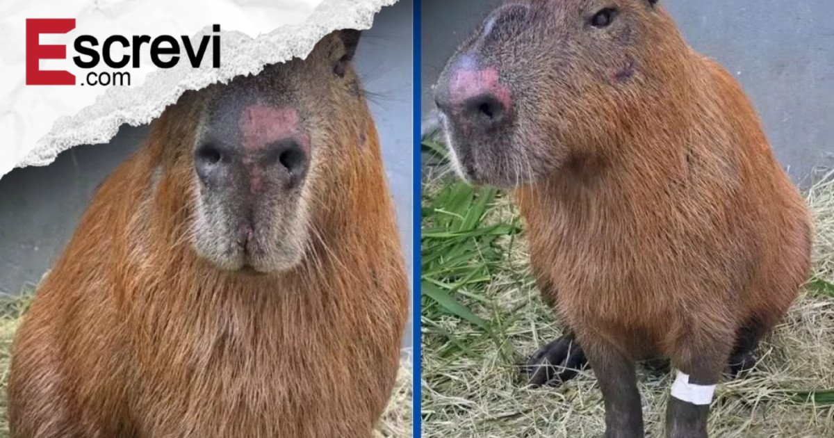 Capivara espancada no Rio segue em recuperação e pode perder a visão após ataque brutal imagem principal