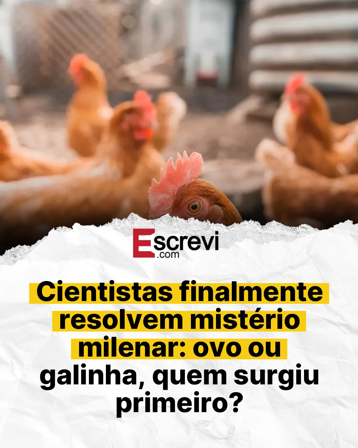 Cientistas finalmente resolvem mistério milenar: ovo ou galinha, quem surgiu primeiro? card branco