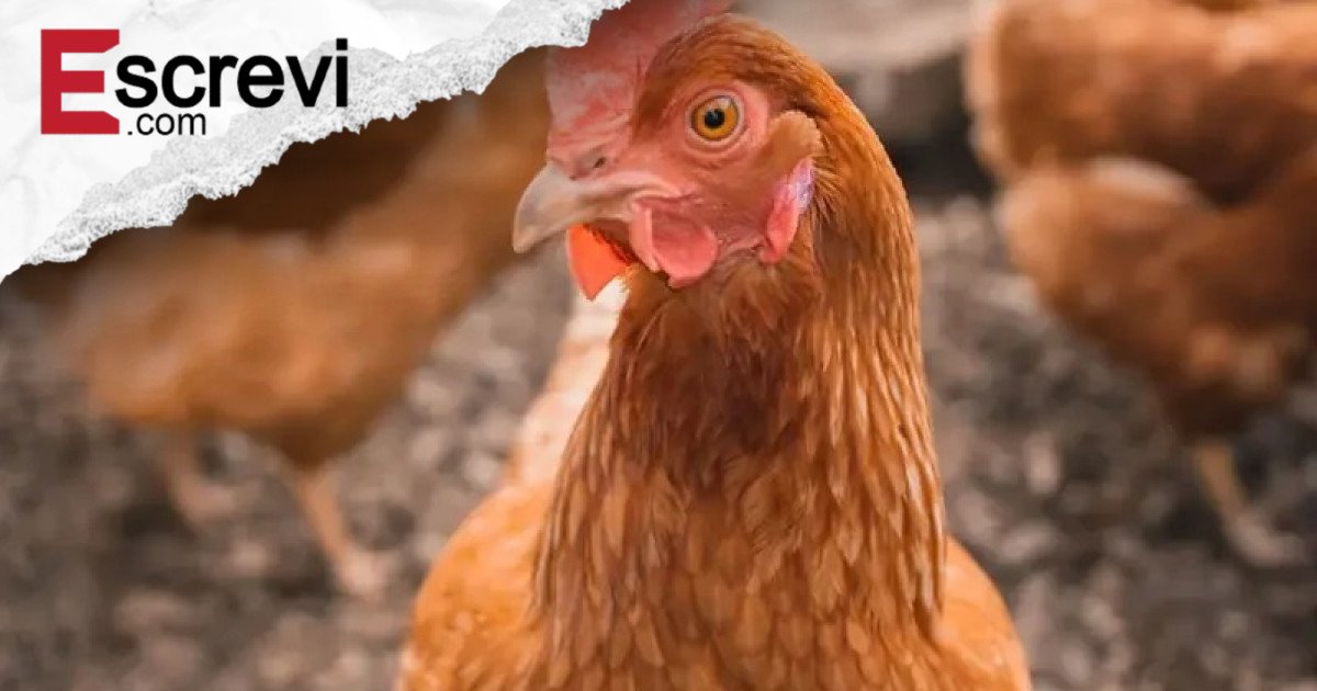 Cientistas finalmente resolvem mistério milenar: ovo ou galinha, quem surgiu primeiro? imagem principal