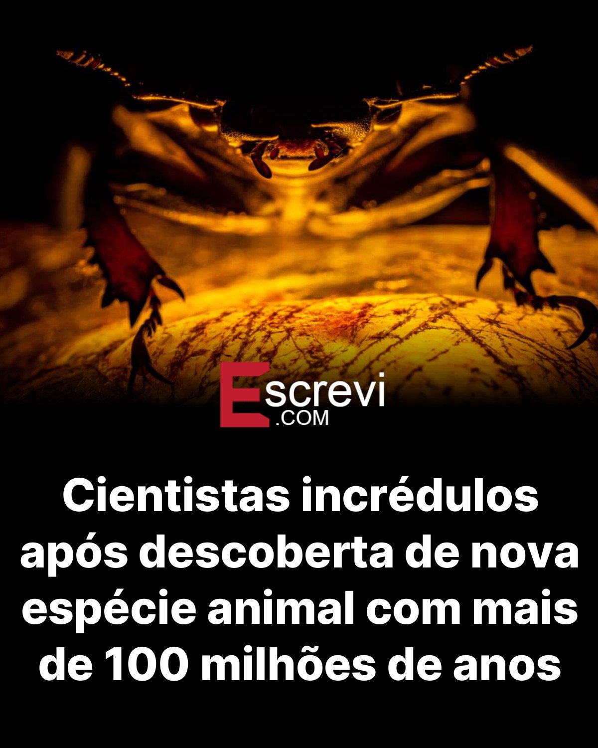 Cientistas incrédulos após descoberta de nova espécie animal com mais de 100 milhões de anos card preto