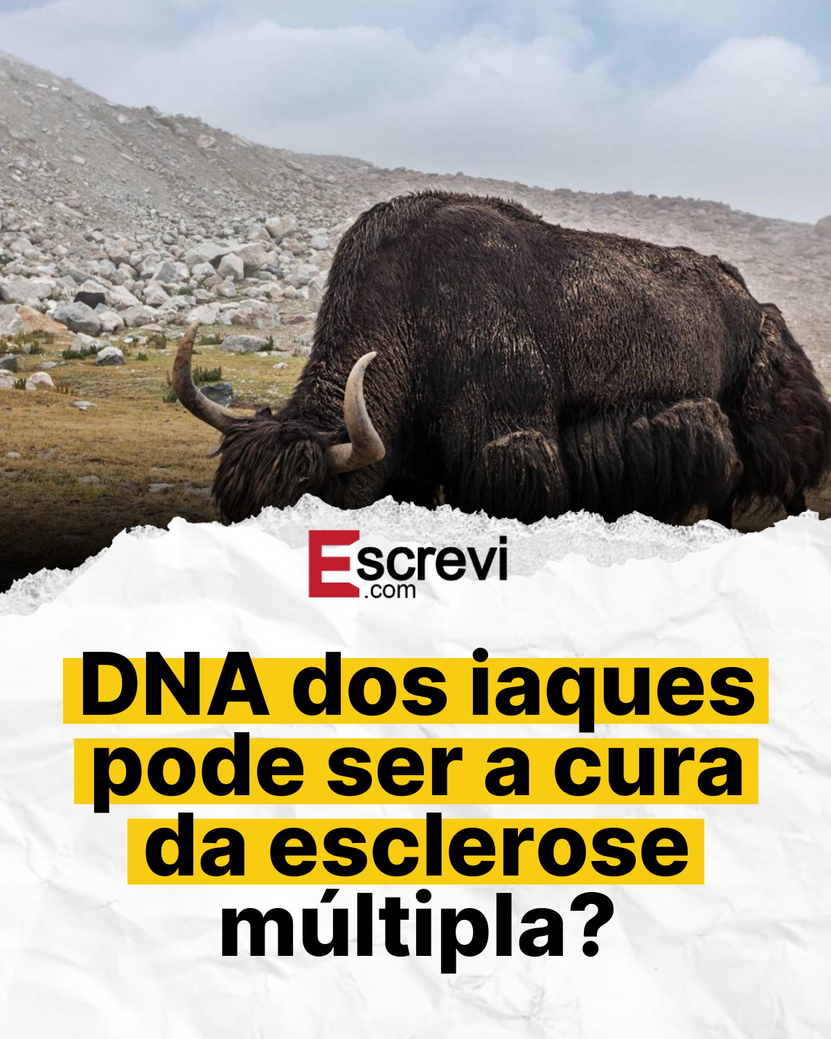DNA dos iaques pode ser a cura da esclerose múltipla? card branco