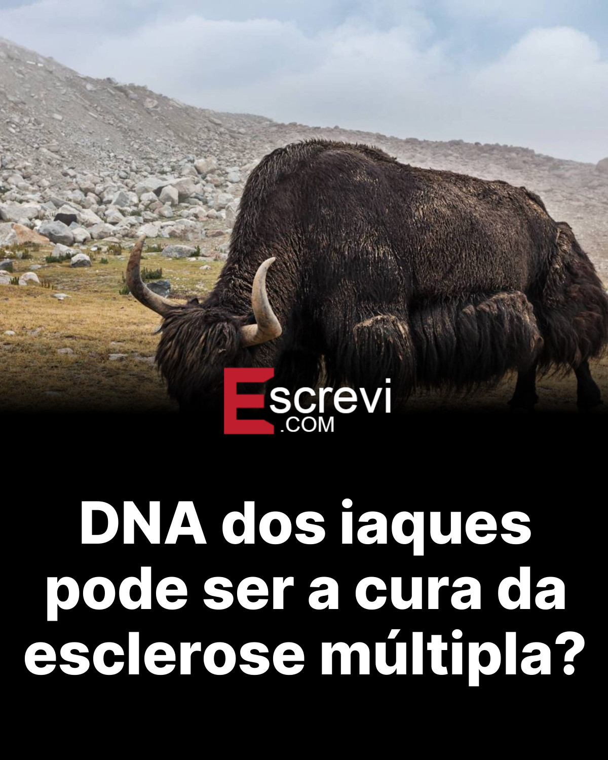 DNA dos iaques pode ser a cura da esclerose múltipla? card preto