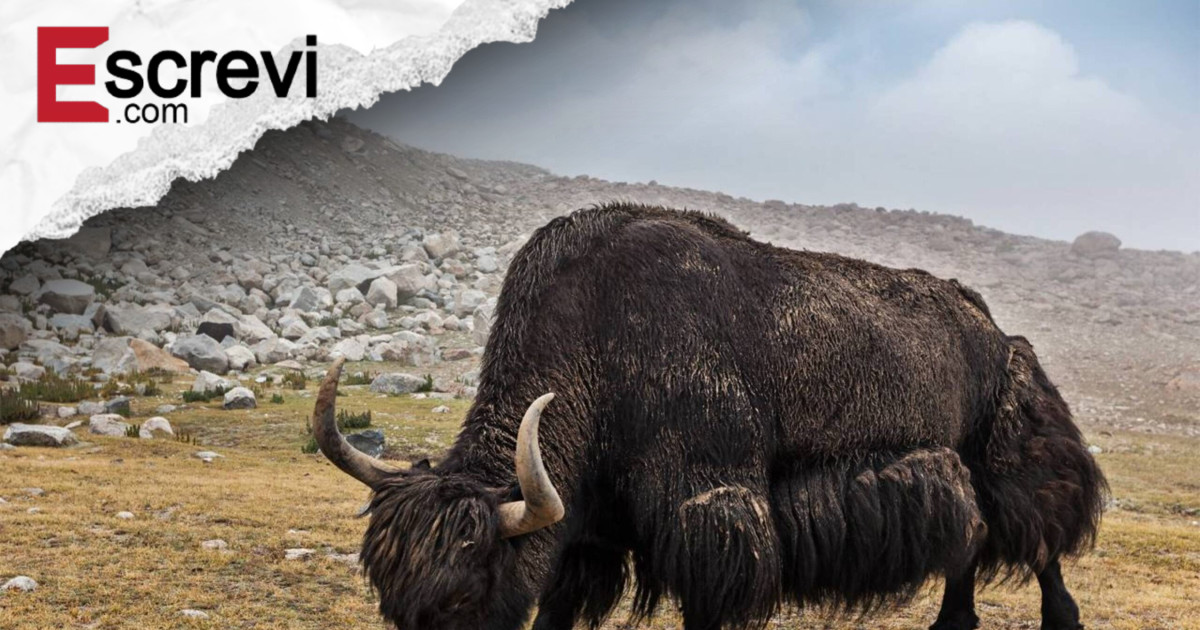 DNA dos iaques pode ser a cura da esclerose múltipla? imagem principal