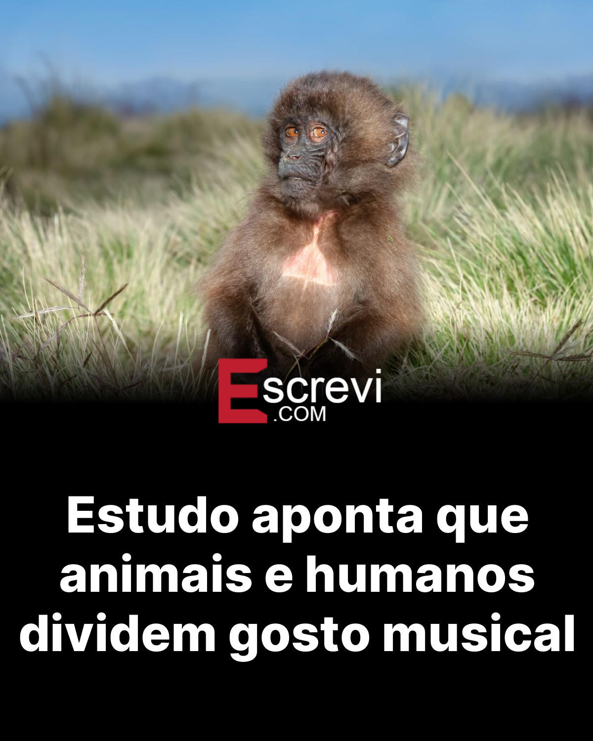 Estudo aponta que animais e humanos dividem gosto musical card preto