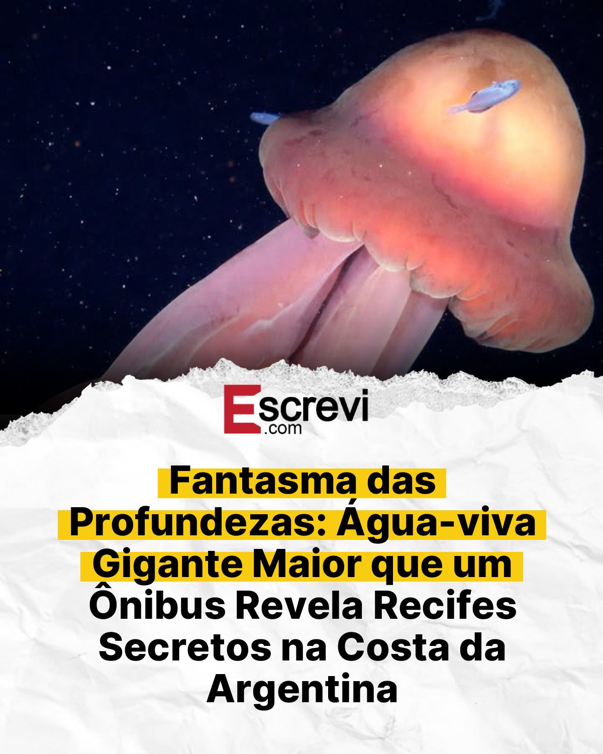 Fantasma das Profundezas: Água-viva Gigante Maior que um Ônibus Revela Recifes Secretos na Costa da Argentina card branco