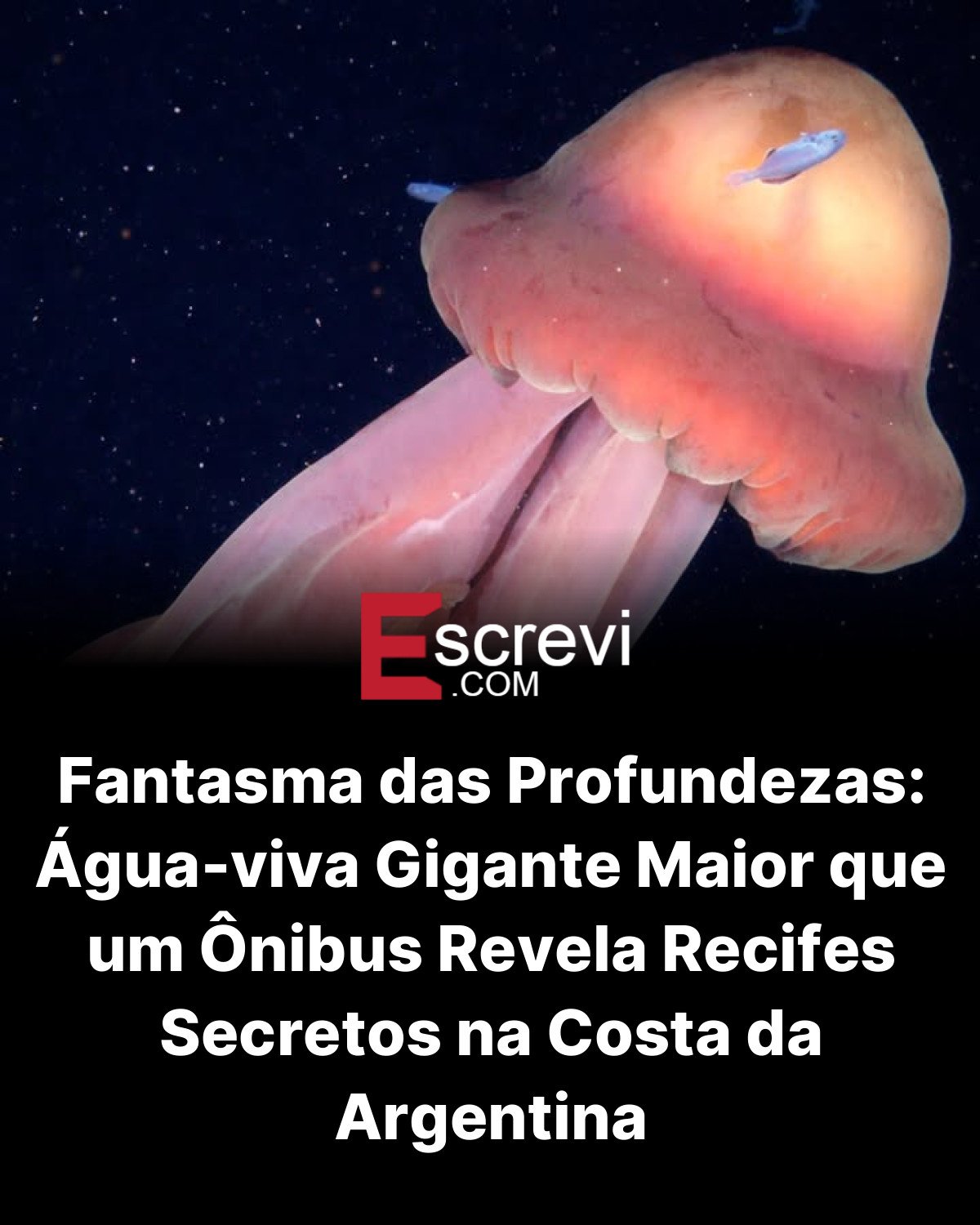 Fantasma das Profundezas: Água-viva Gigante Maior que um Ônibus Revela Recifes Secretos na Costa da Argentina card preto